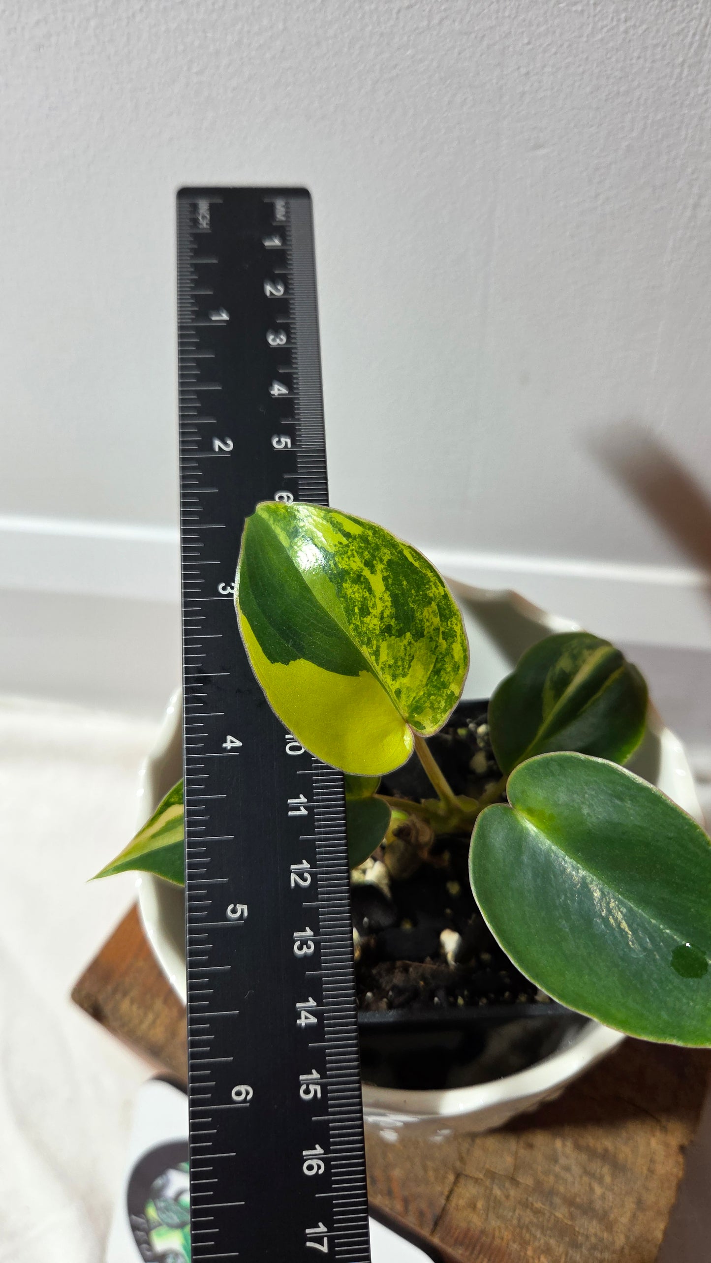 Philodendron Burlemarx Variegata (PHI-967)