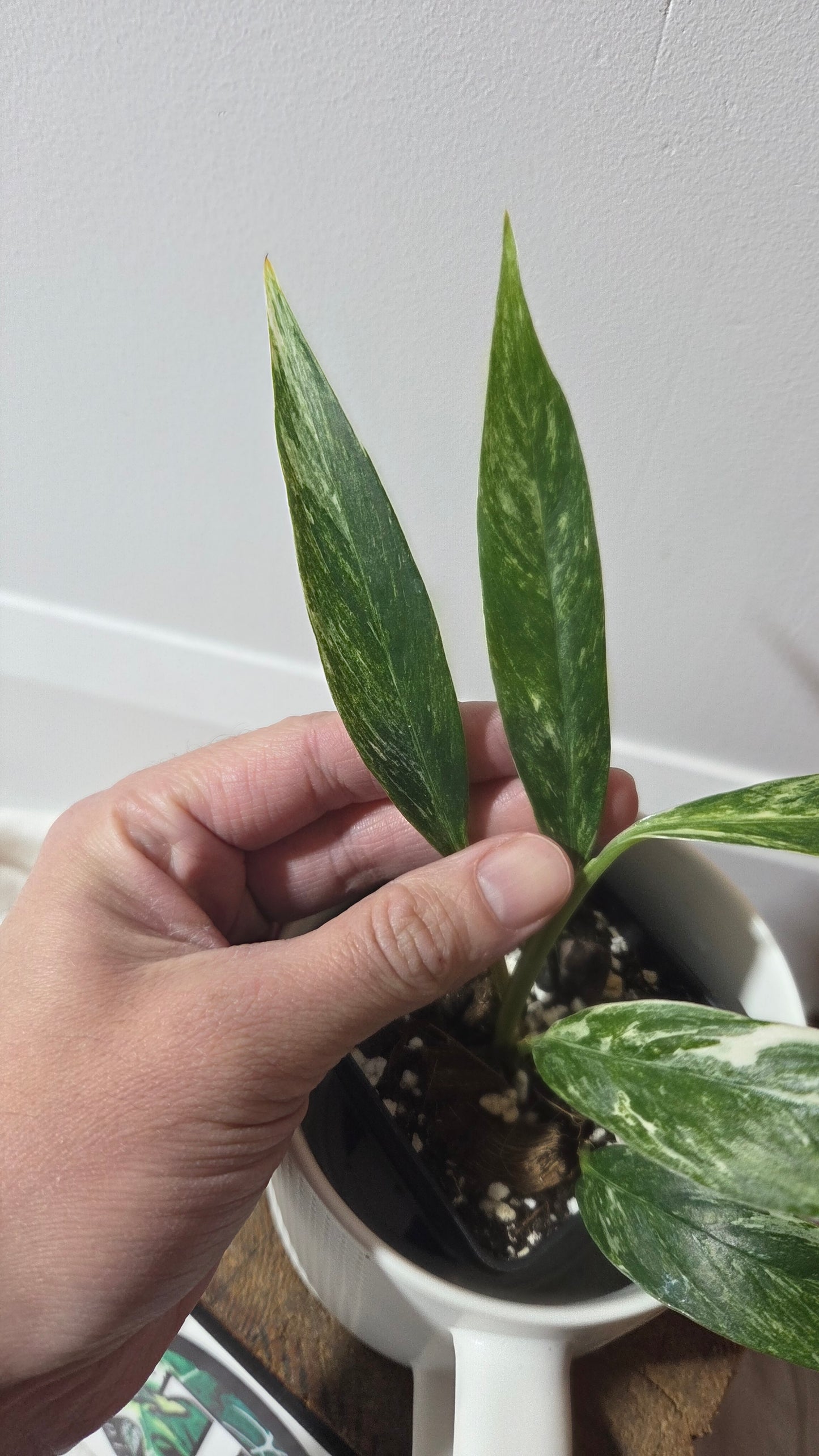 Rhaphidophora Megasperma Variegata (AUT-085)