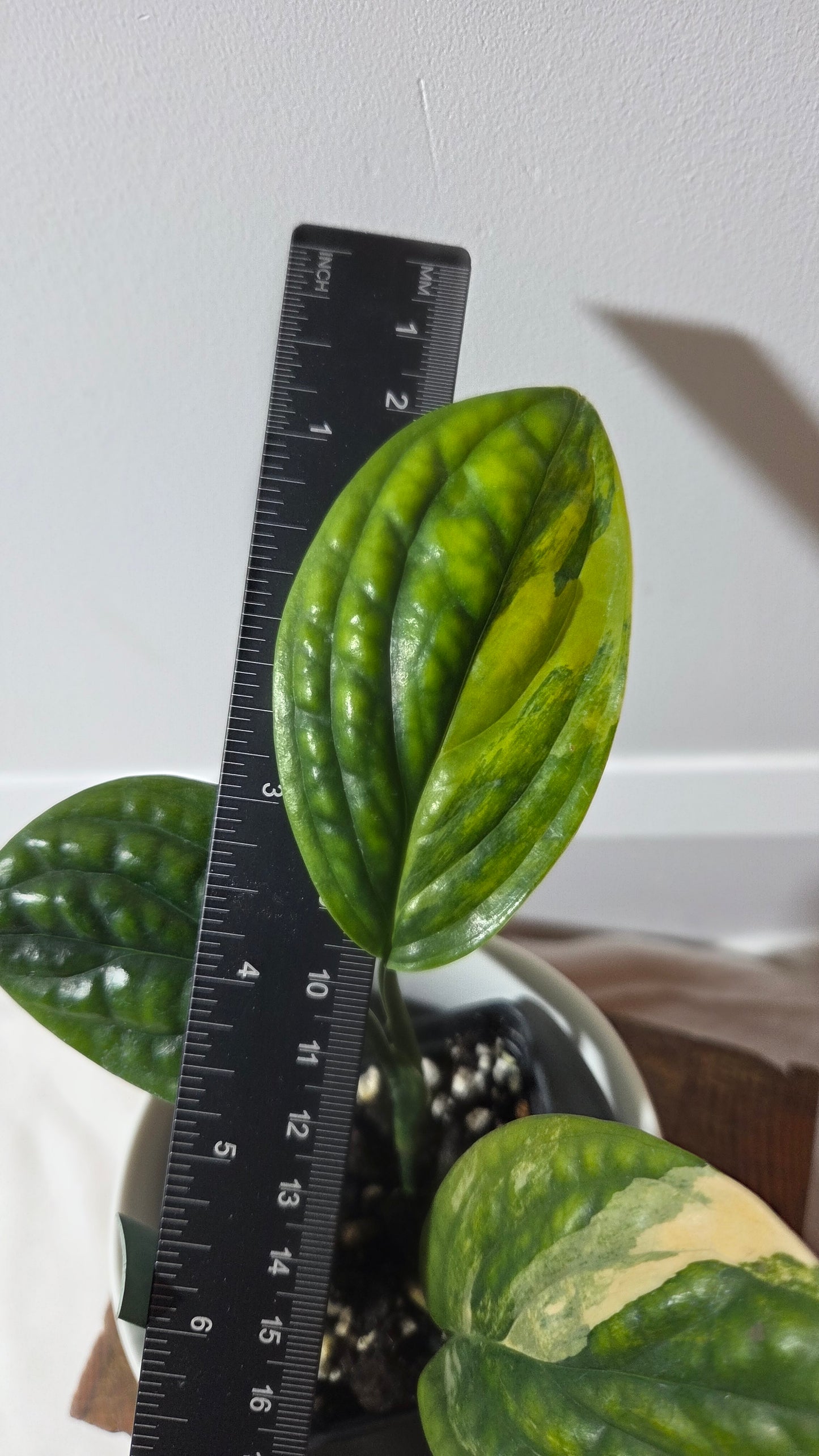 Monstera Karstenianum/Peru Variegata (MON-501)