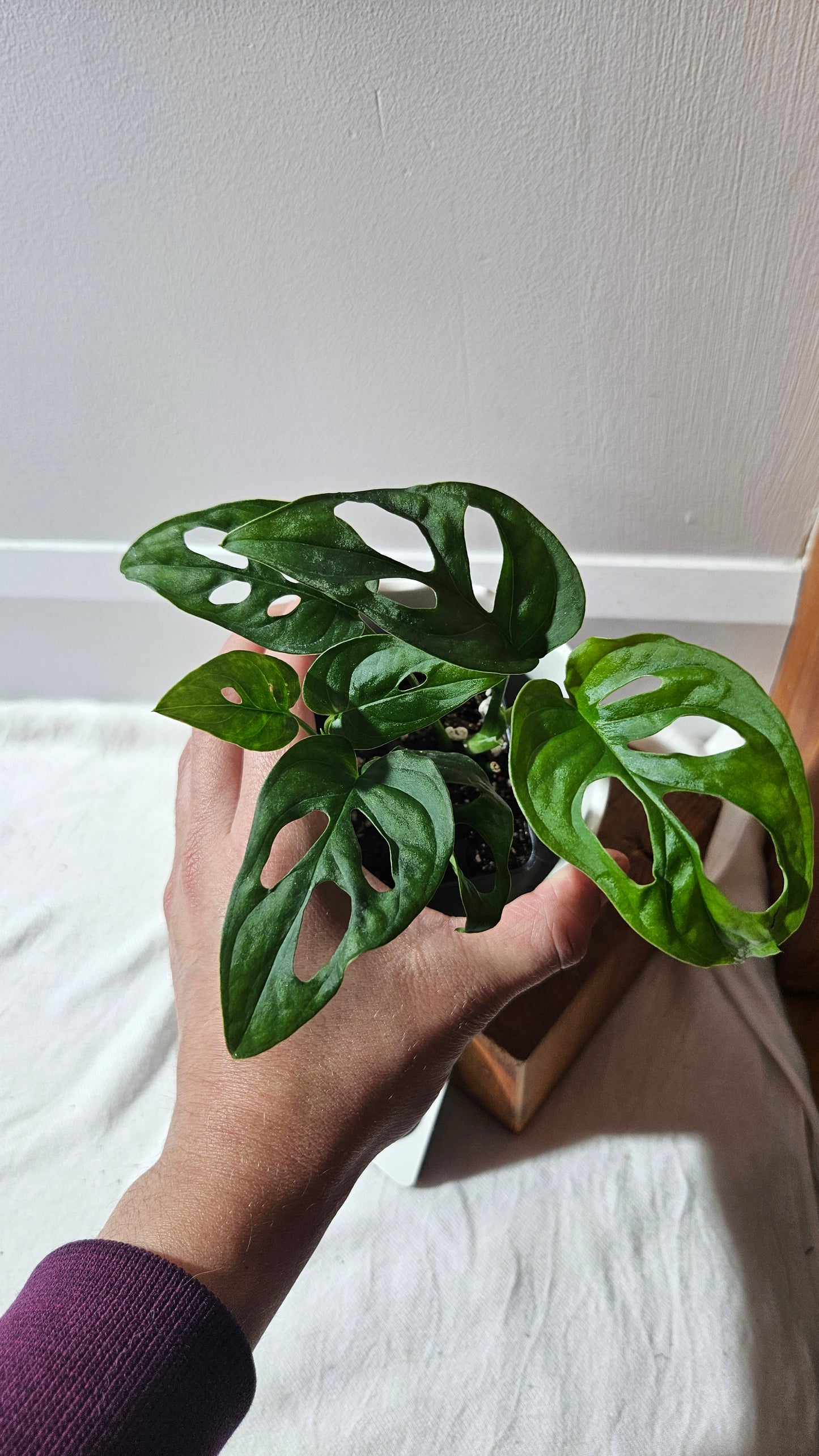 Monstera Obliqua Aff Patchicutza (MON-431)