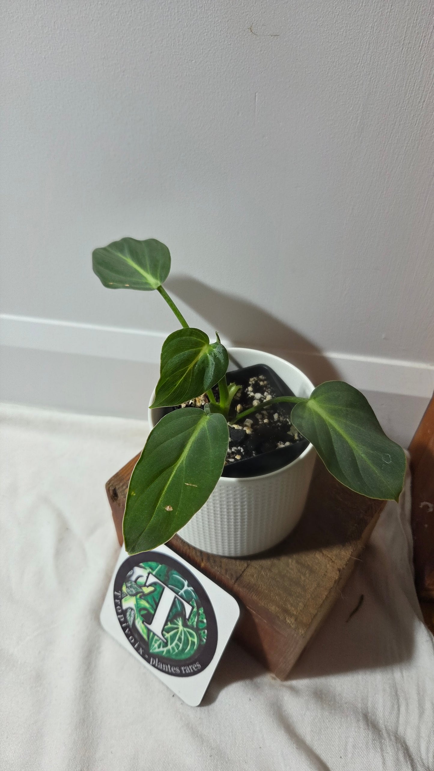 Philodendron Gloriosum x Plowmanii (PHI-1002)