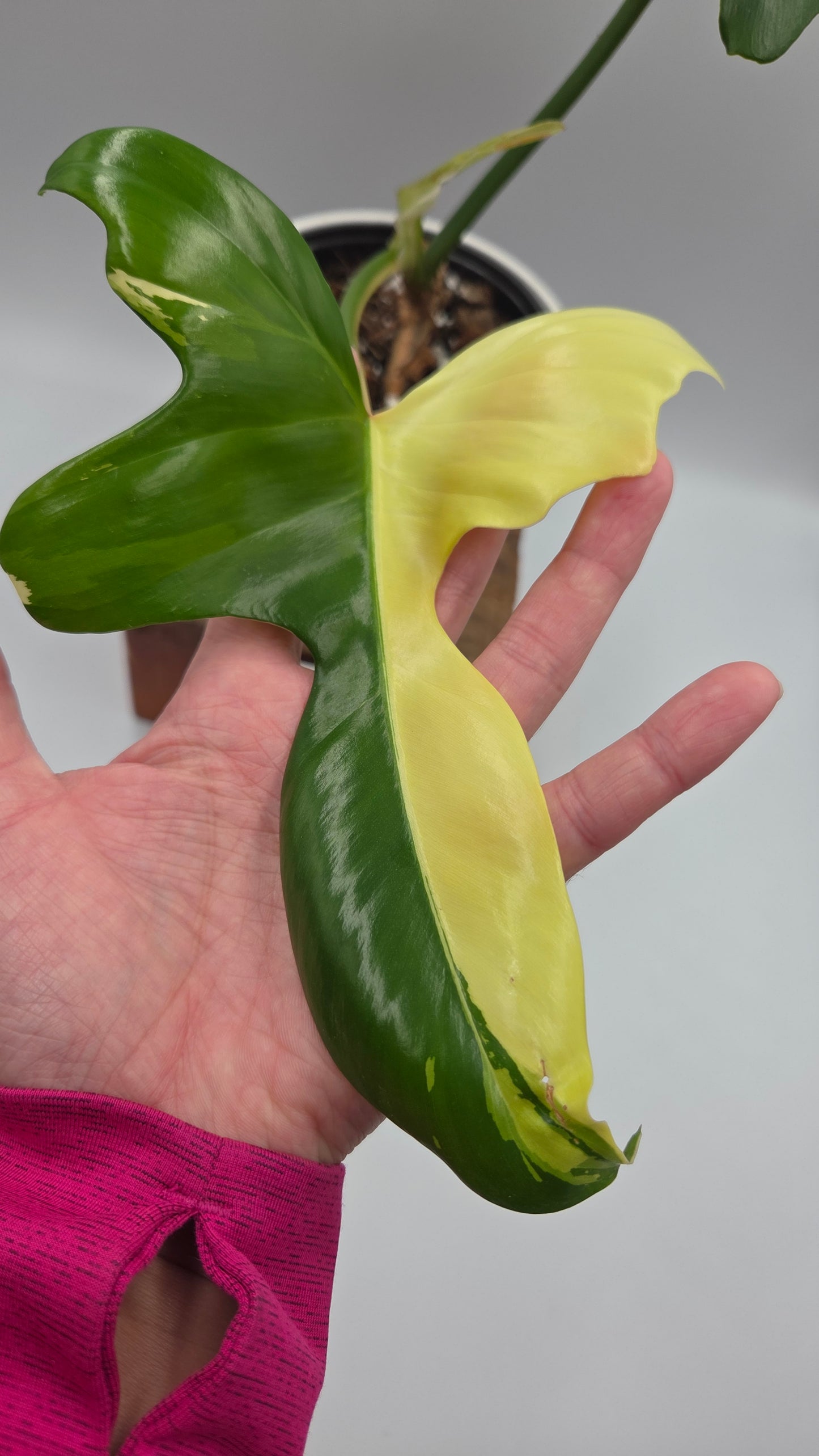 Philodendron Golden Dragon Variegata (PHI-1057)