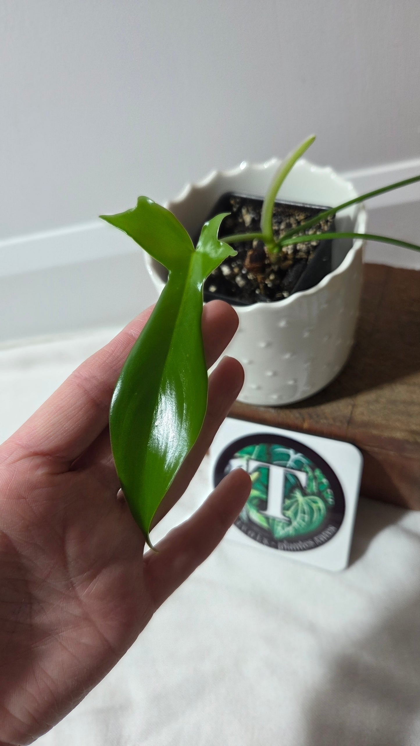 Philodendron Gladhands (PHI-959)