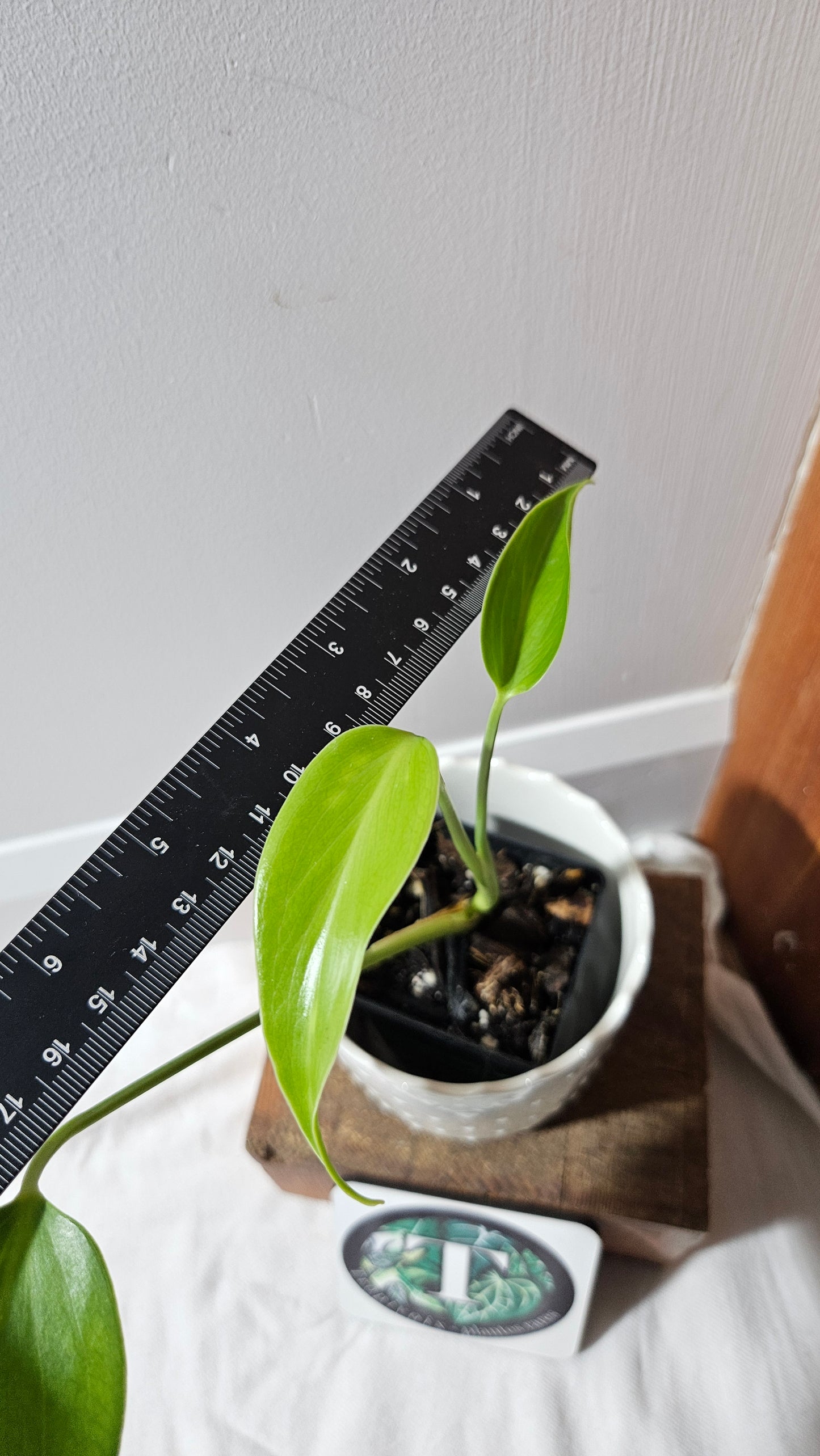 Monstera Burlemarx Flame/Dilacerata (MON-459)