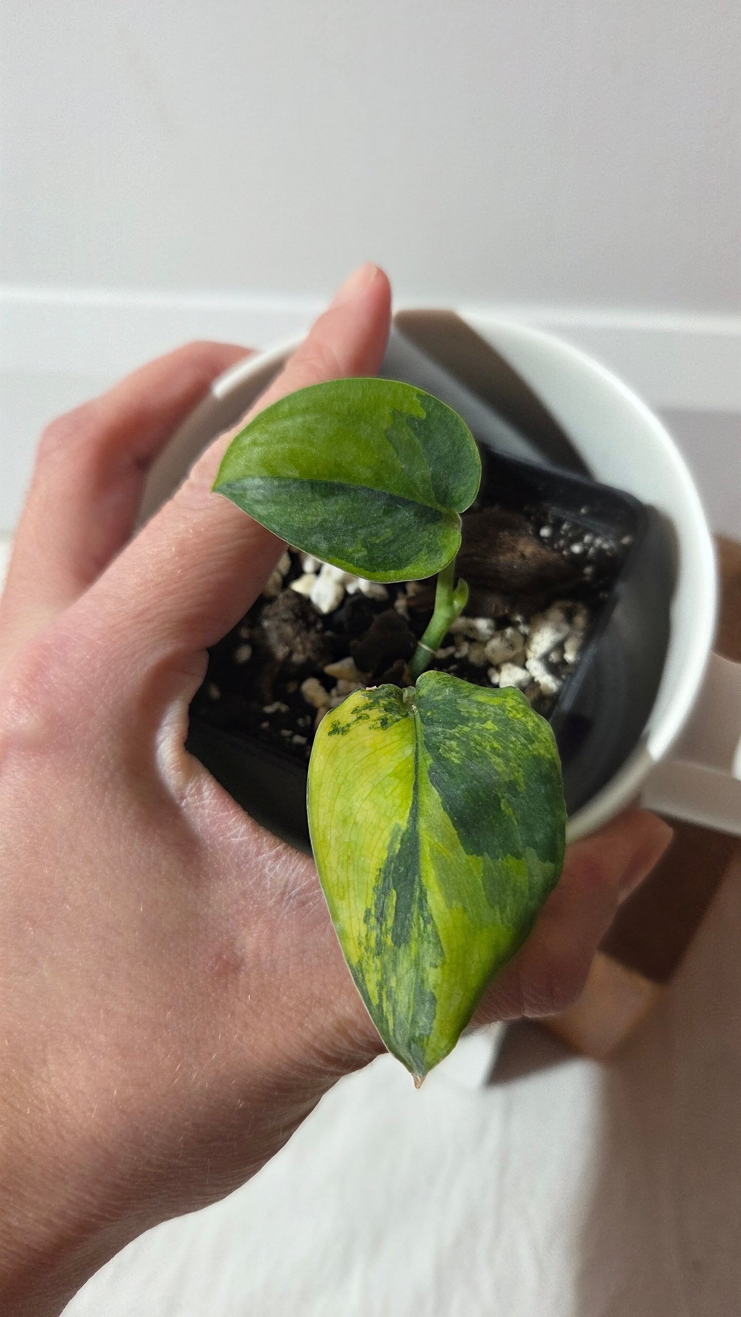 Scindapsus Pajajaran (SCI-1422)