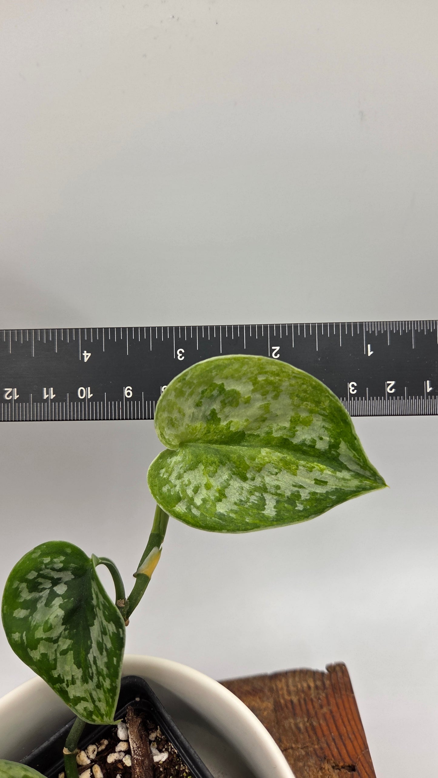 Scindapsus Geulis (SCI-1215)
