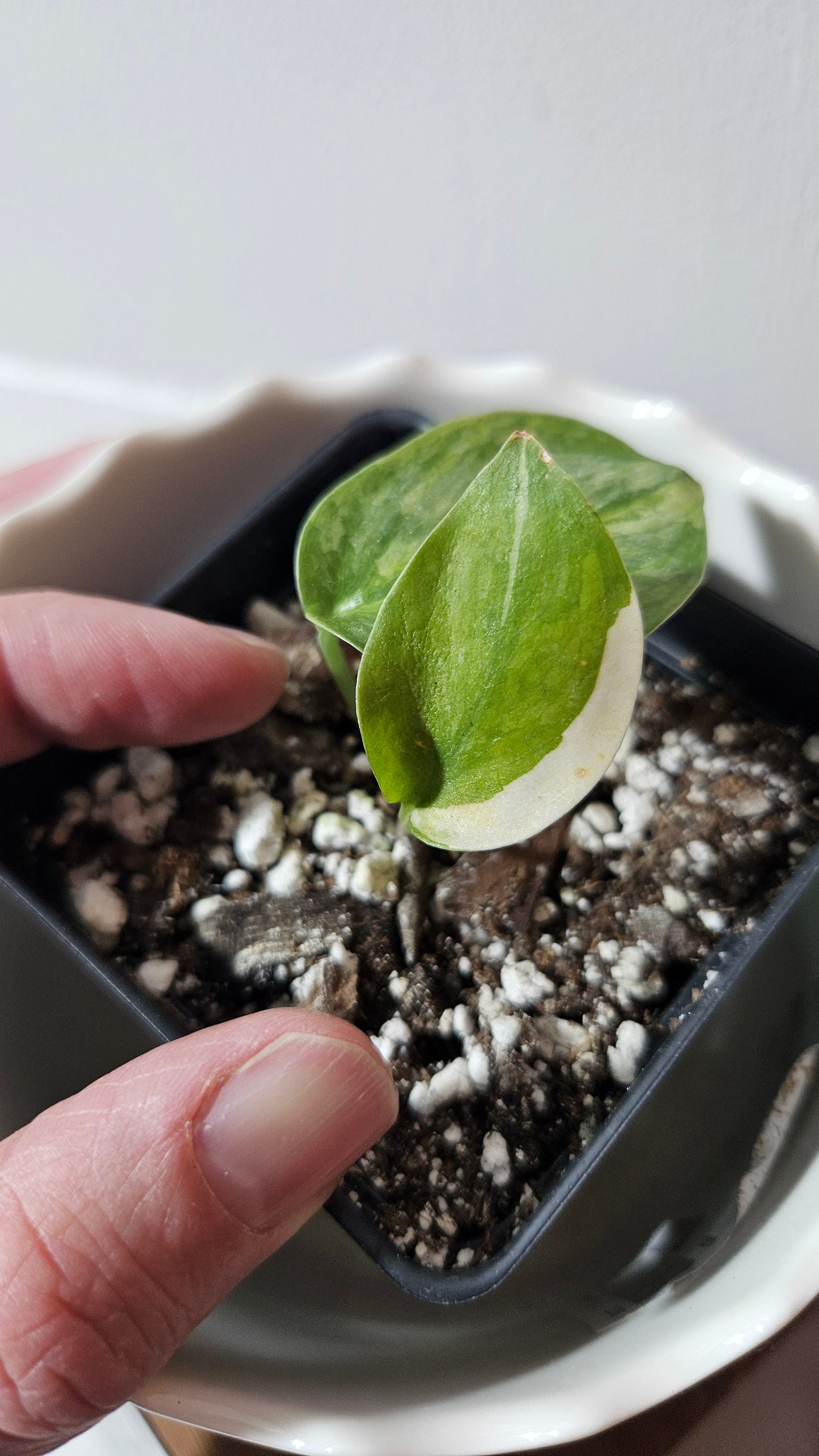 Scindapsus Geulis (SCI-795)