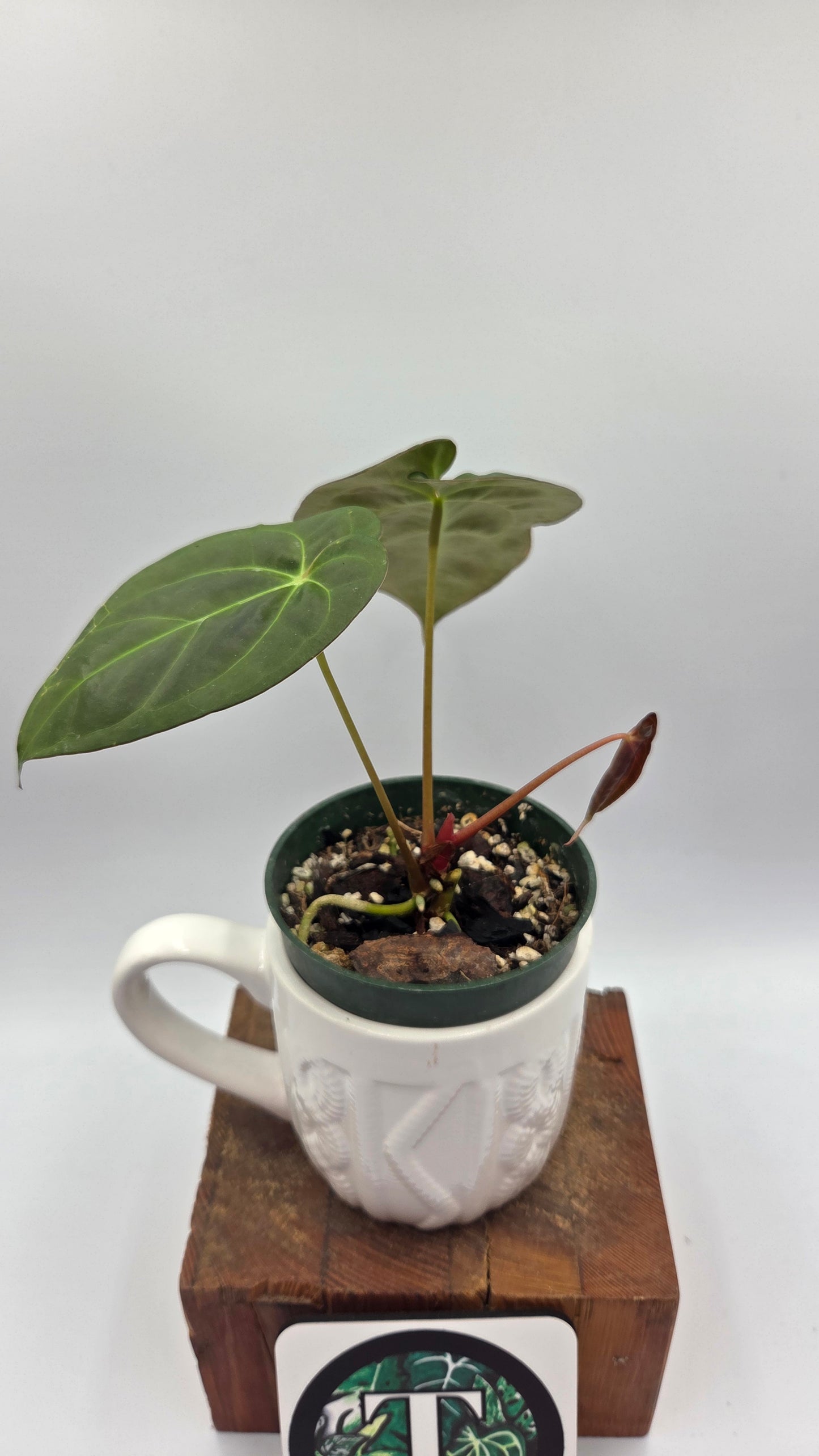 Anthurium Papillilaminum Legend "format MOYEN" (ANT-115)