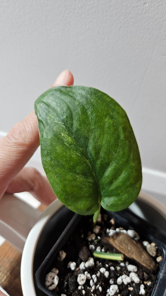 Scindapsus Silver Tattoo Variegata (SCI-1093)