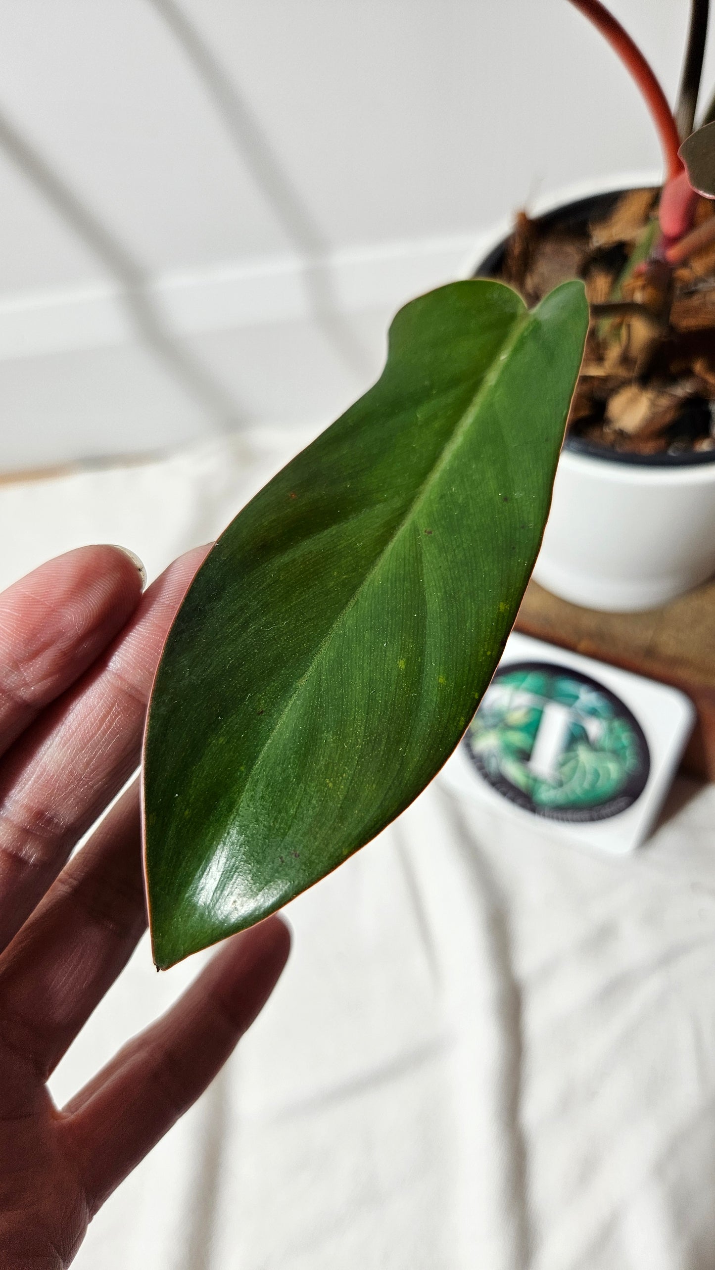 Philodendron Florida Bronze (PHI-386)