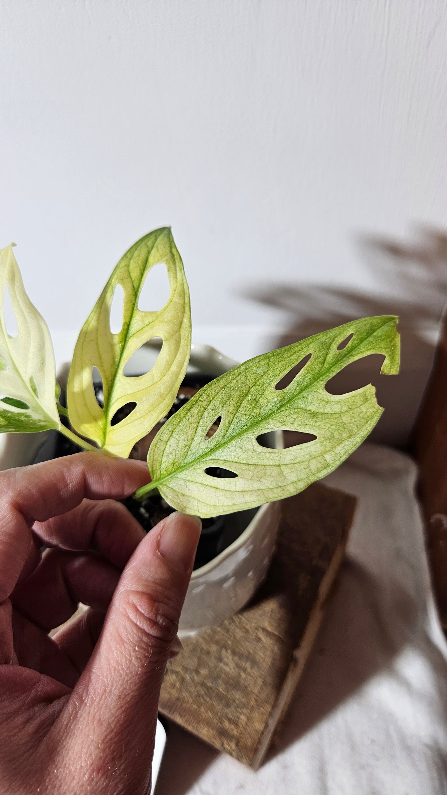 Monstera Andasonii Tricolore (MON-336)