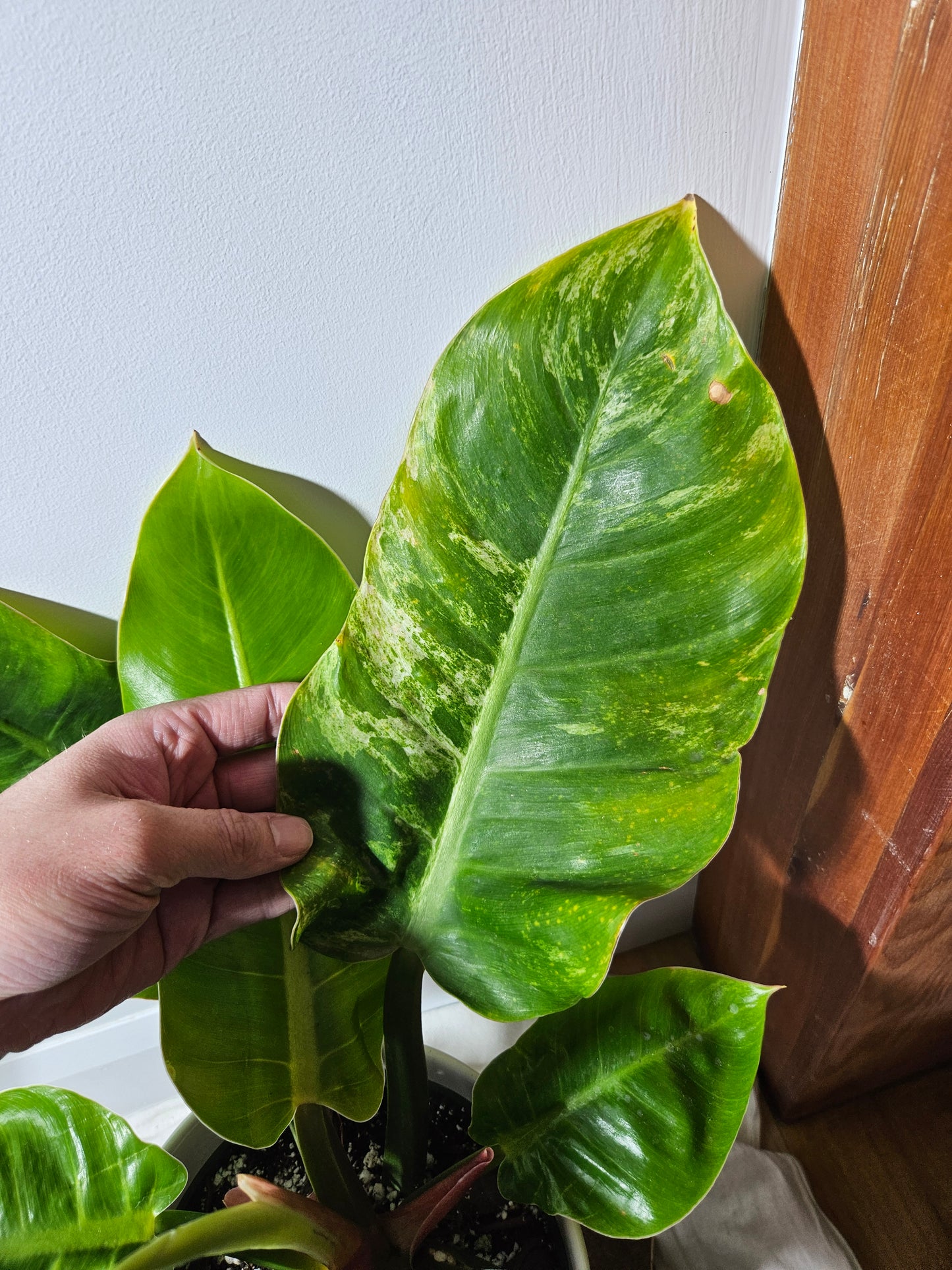 Philodendron Moonlight Variegata (PHI-510)