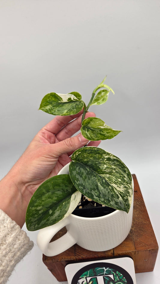Scindapsus Silver Splash Kiara (SCI-1016)