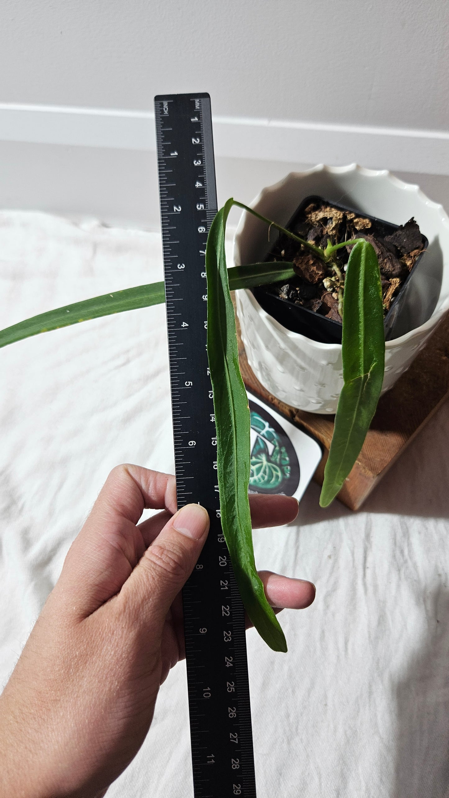 Anthurium Pallidiflorum Super Narrow "format MOYEN"(ANT-453)