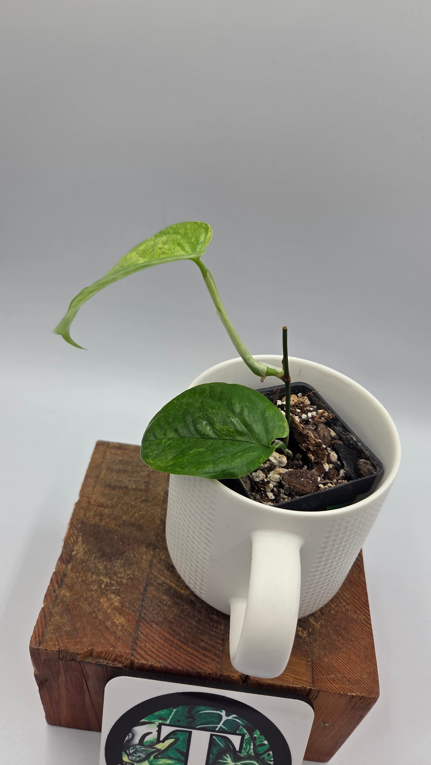 Amydrium Medium Mint (AMY-035)