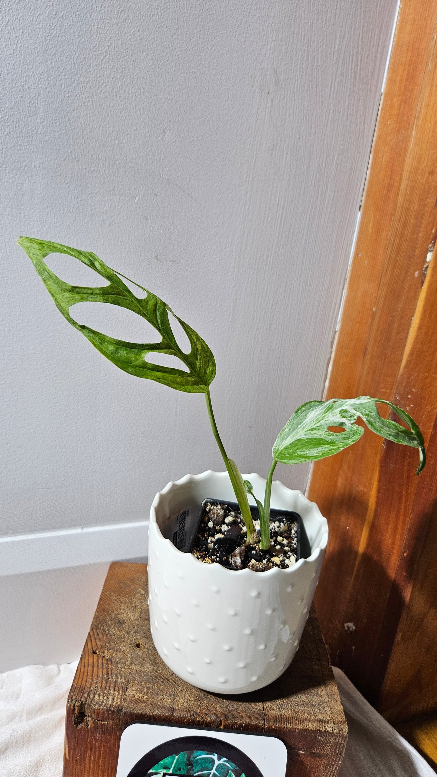 Monstera Andasonii Mint/Indo (MON-461)