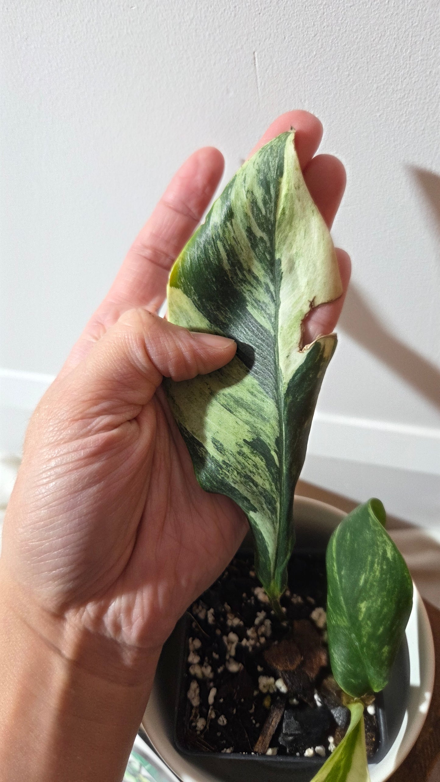 Rhaphidophora Elliptifolia Variegata (AUT-092)