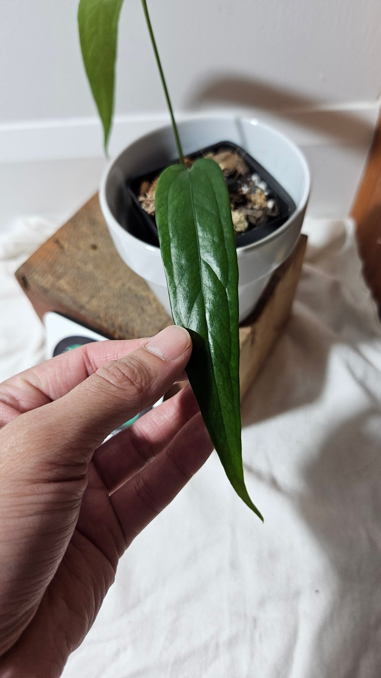 Anthurium Polydactylum "format PETIT" (ANT-129)