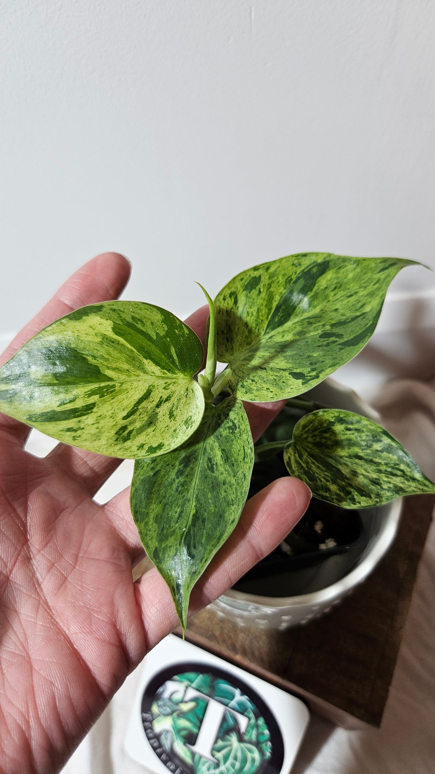 Philodendron Hederaceum Variegata (PHI-555)