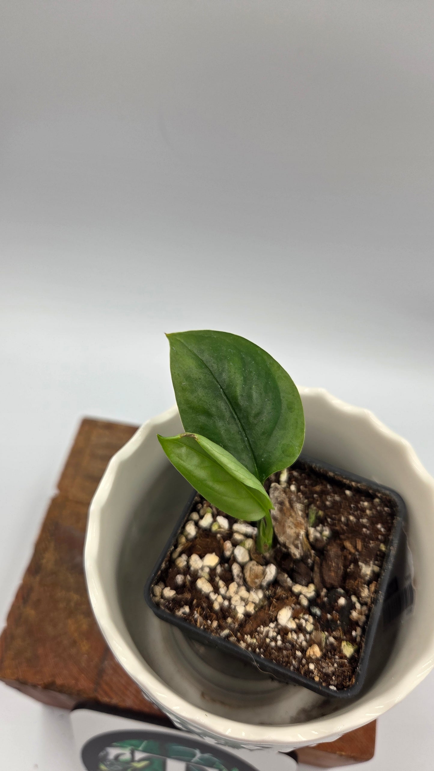 Monstera Obliqua Aff Amazonica (MON-247)