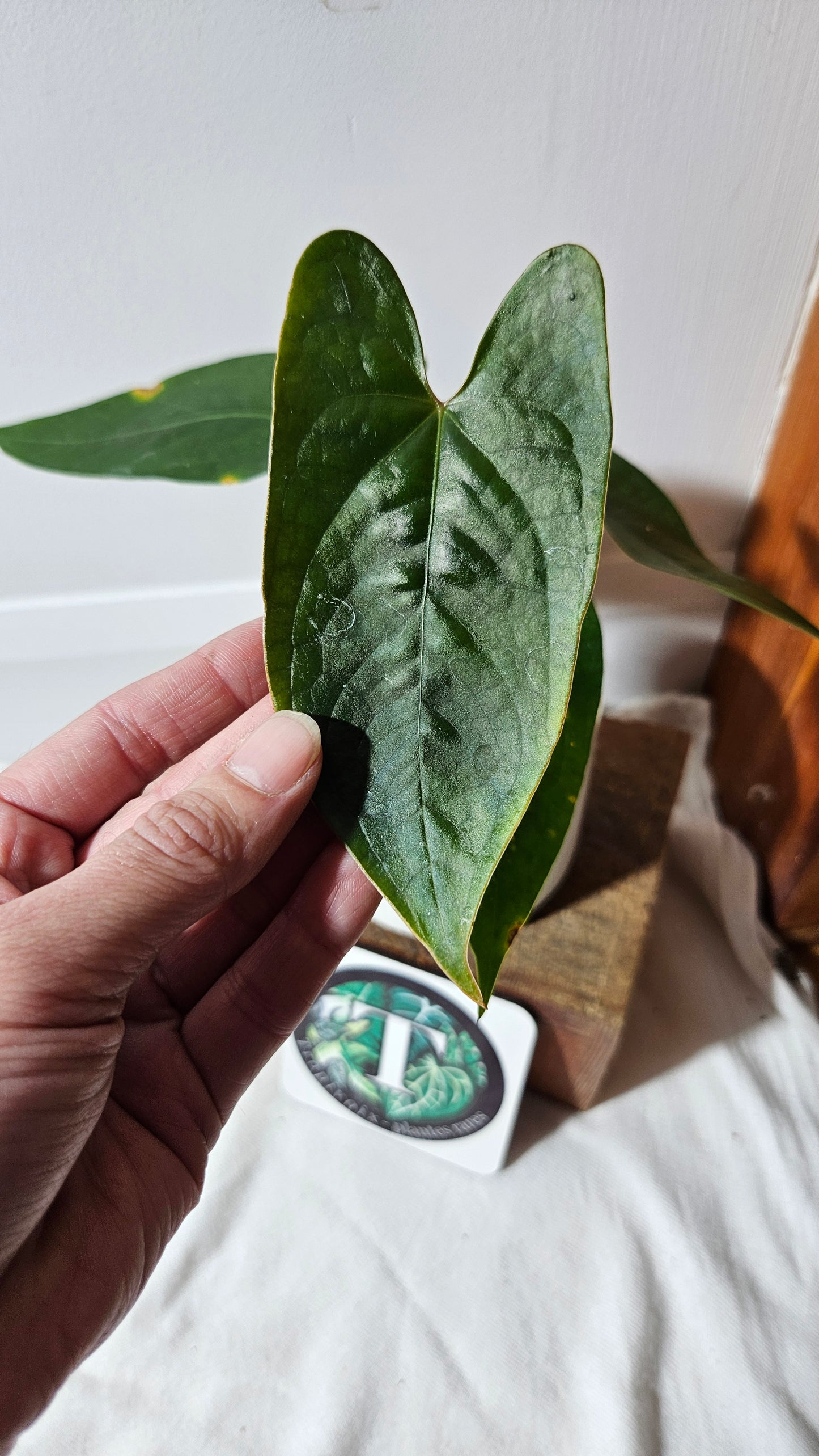 Anthurium Magnificum X AOS X Napo "format MOYEN" (ANT-637)