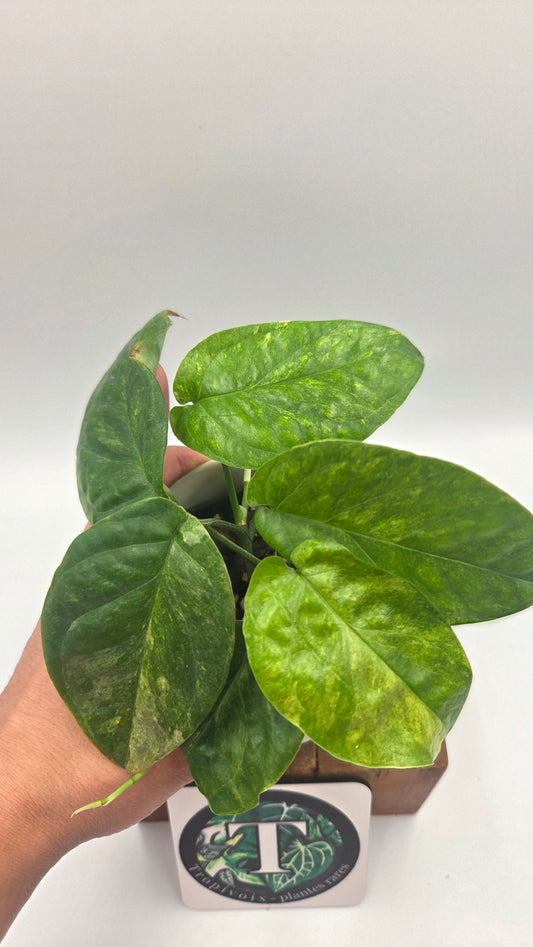 Amydrium Medium Mint (AMY-030)