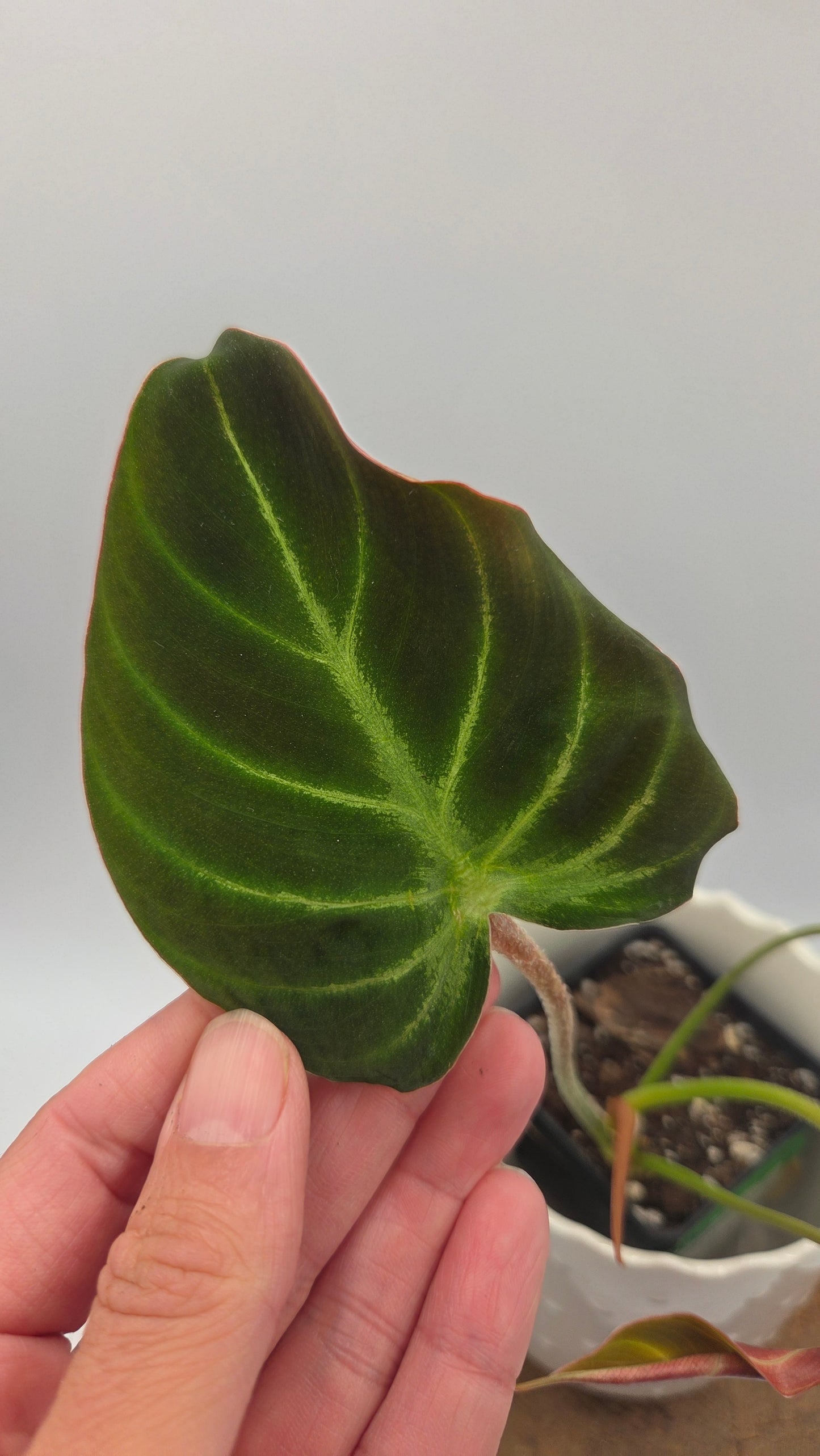 Philodendron Verrucosum Resplandeciente (PHI-887)
