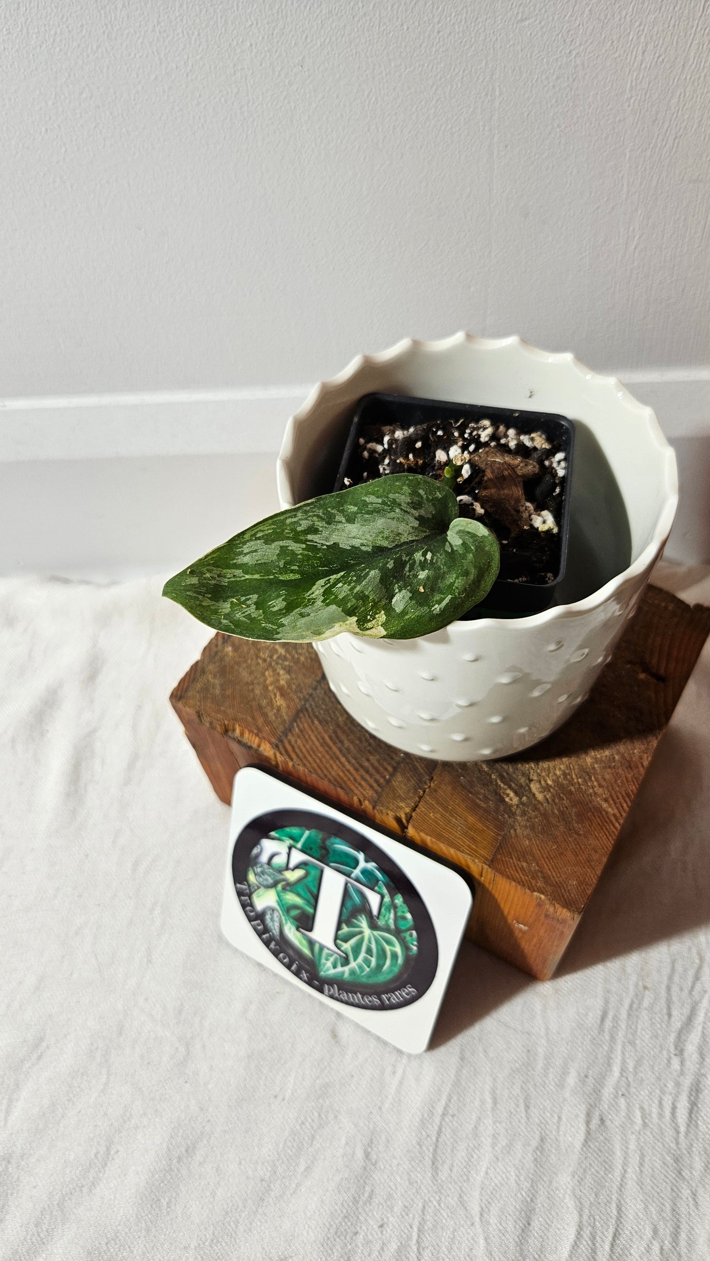 Scindapsus Kencana (SCI-1017)