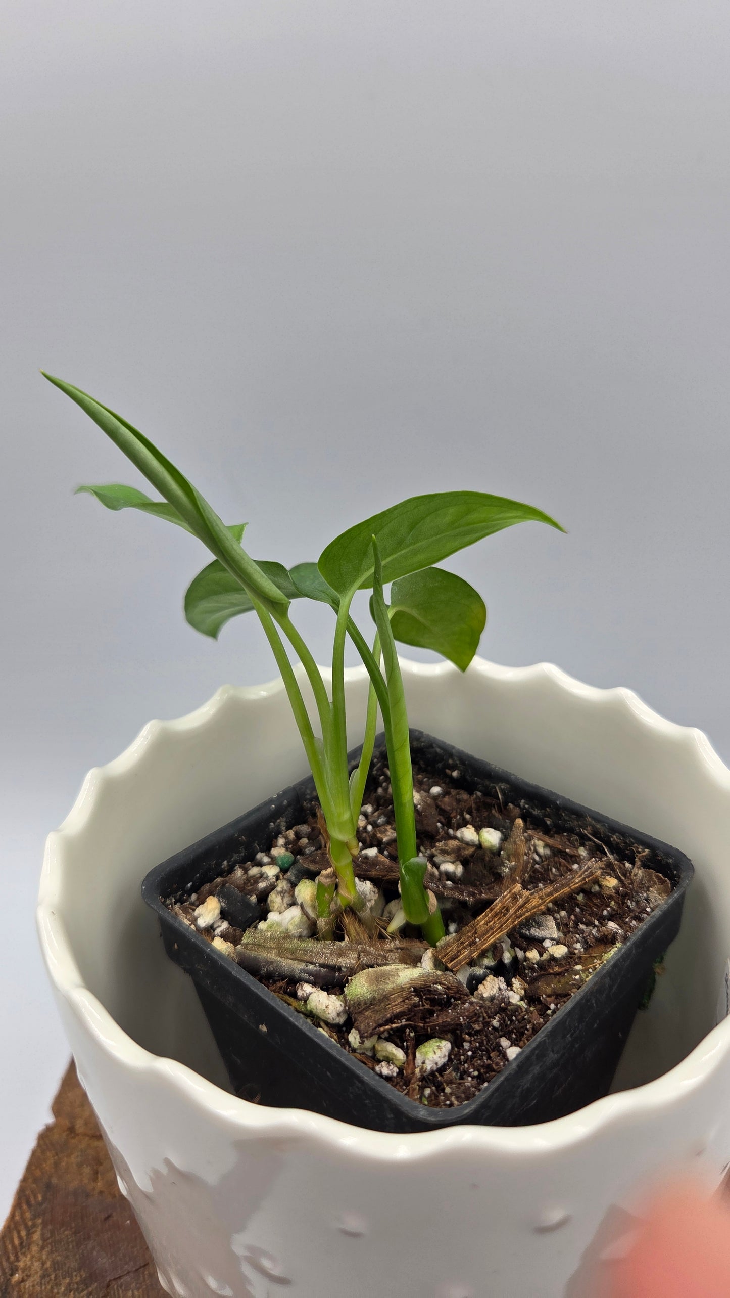 Monstera Obliqua Aff Tena (MON-556)