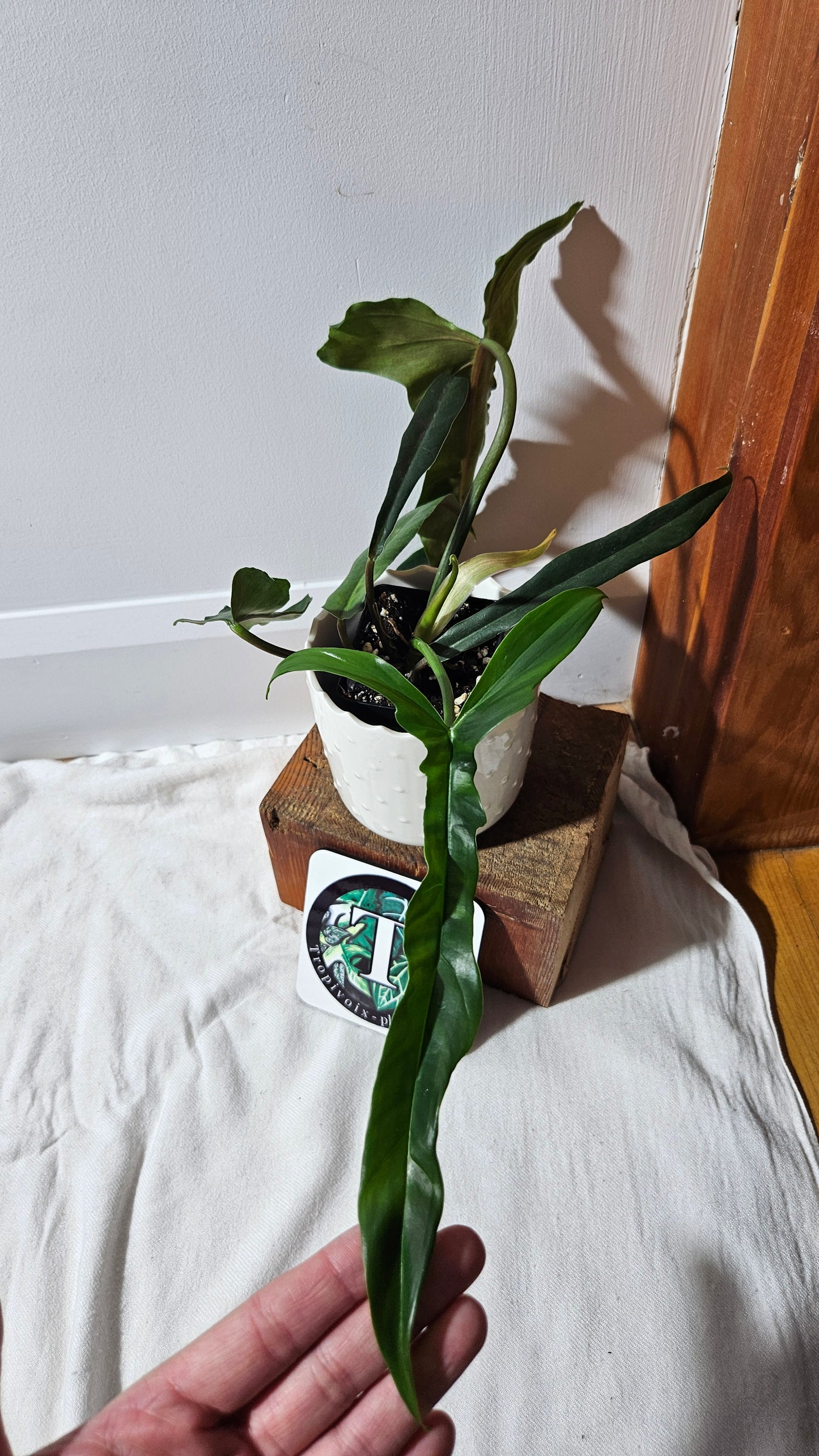 Philodendron Lavinia /(Paloraense cf X Tortum) (PHI-934)