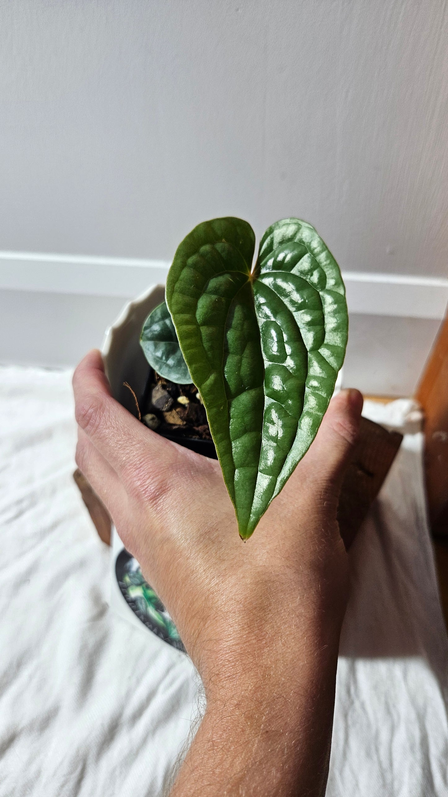 Anthurium Luxurians Platinum "format PETIT" (ANT-595)