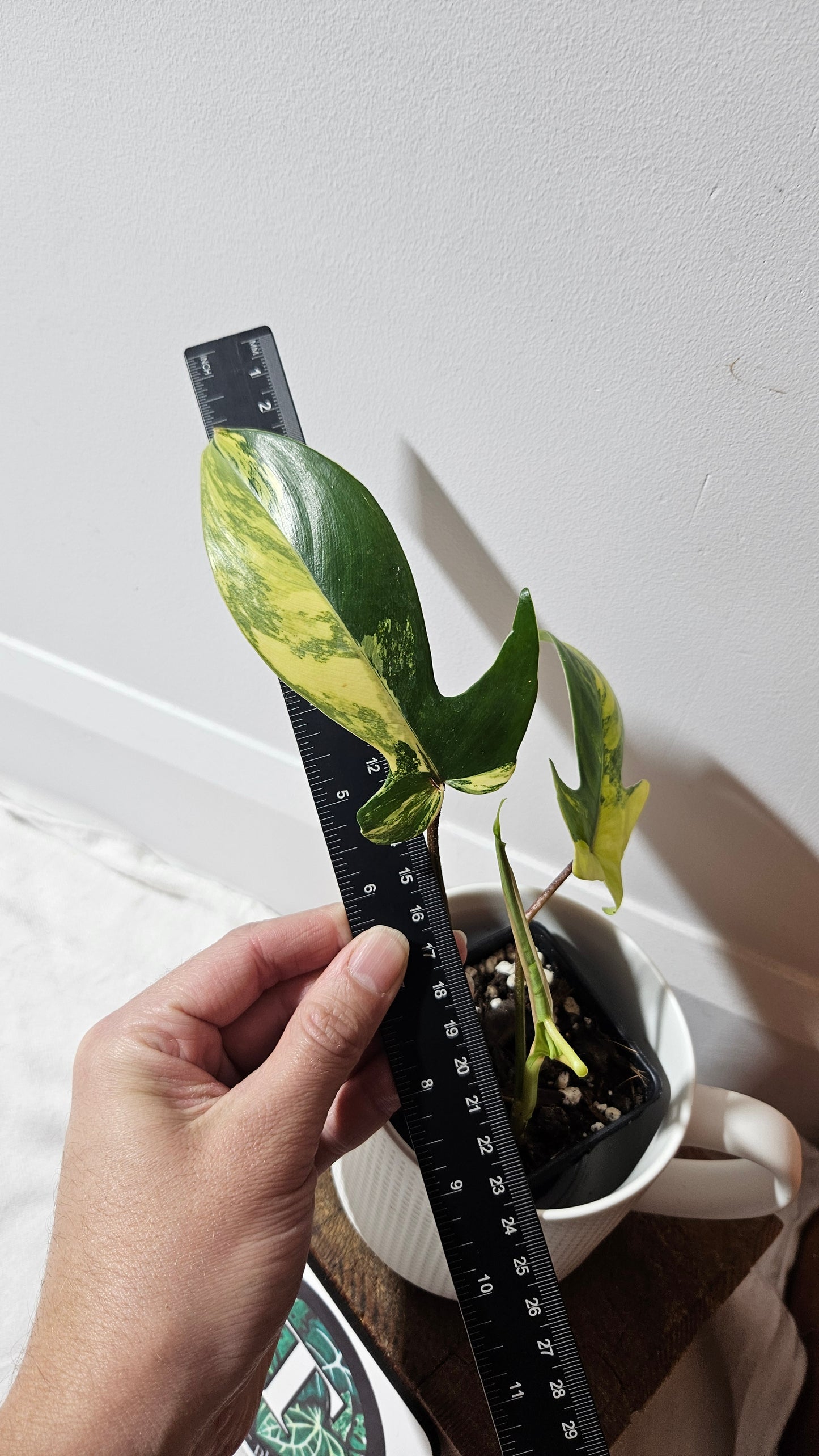 Philodendron Florida Beauty (PHI-938)