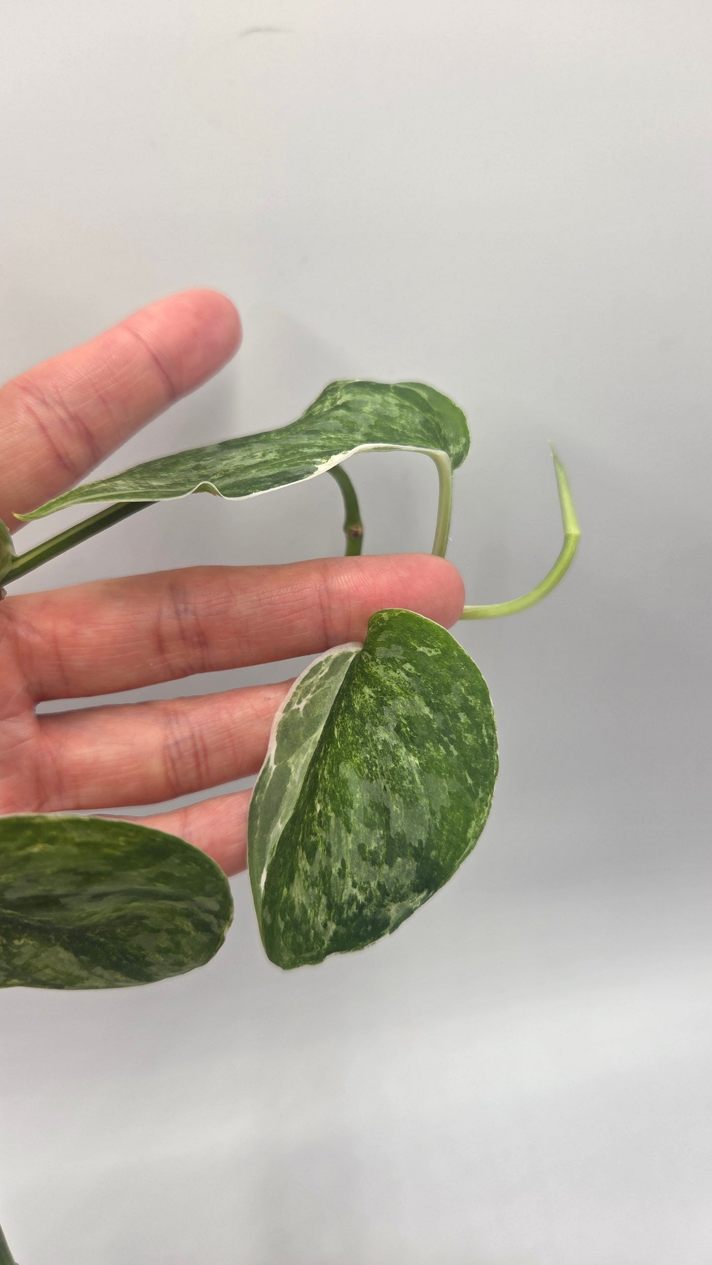 Scindapsus Exotica Salaka Tricolore (SCI-894)