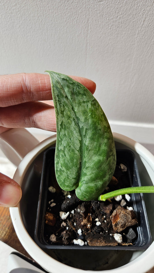 Scindapsus Halimoon (SCI-1105)