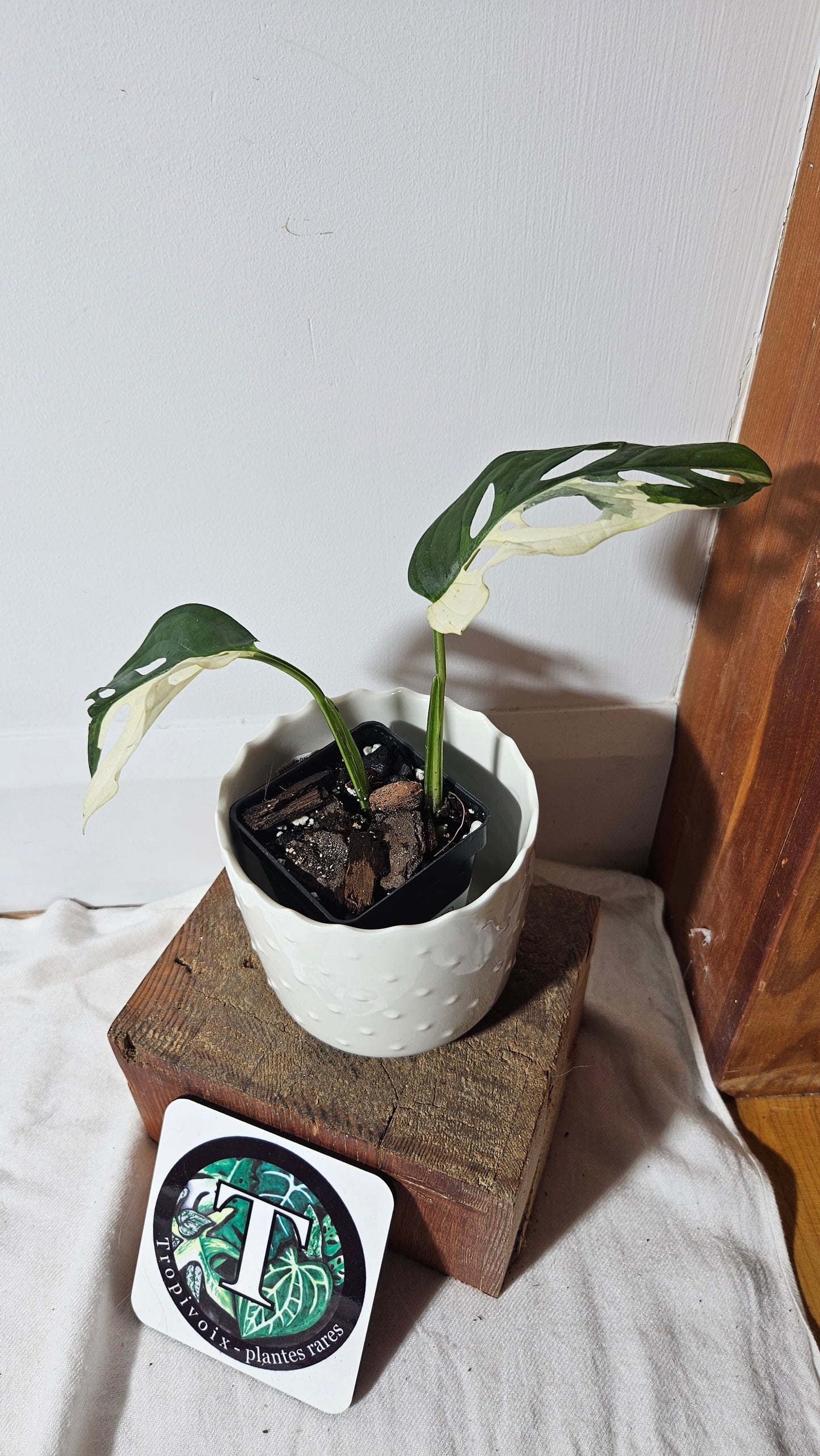 Monstera Andasonii Tricolore (MON-334)