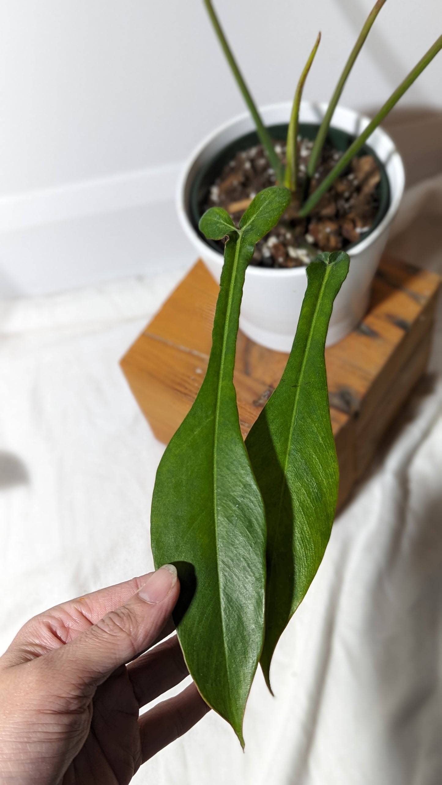 Philodendron Joepii (PHI-333)