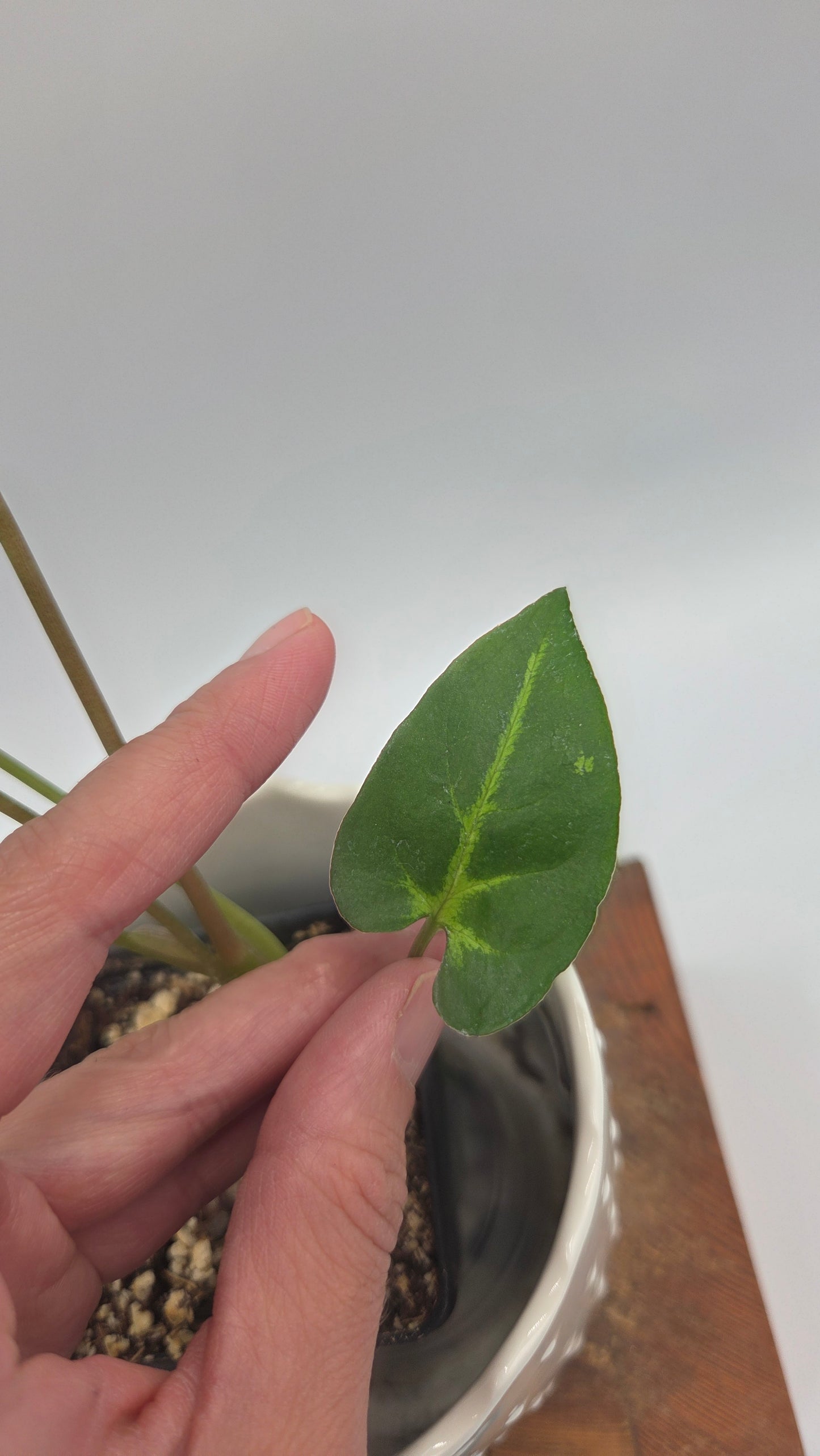 Syngonium Panda/Indo (SYN-503)