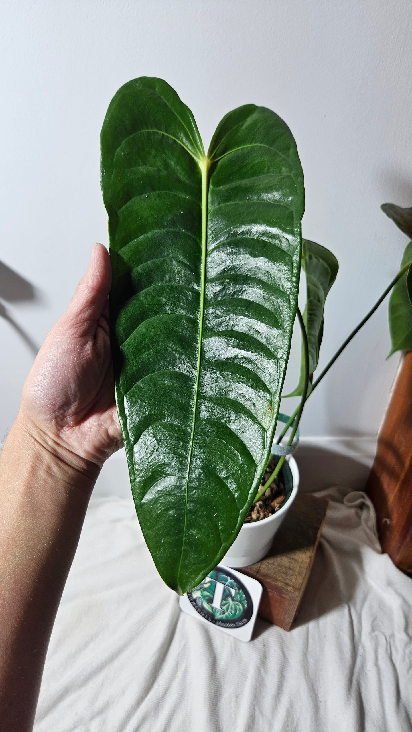 Anthurium Veitchii "format LARGE" (ANT-202)