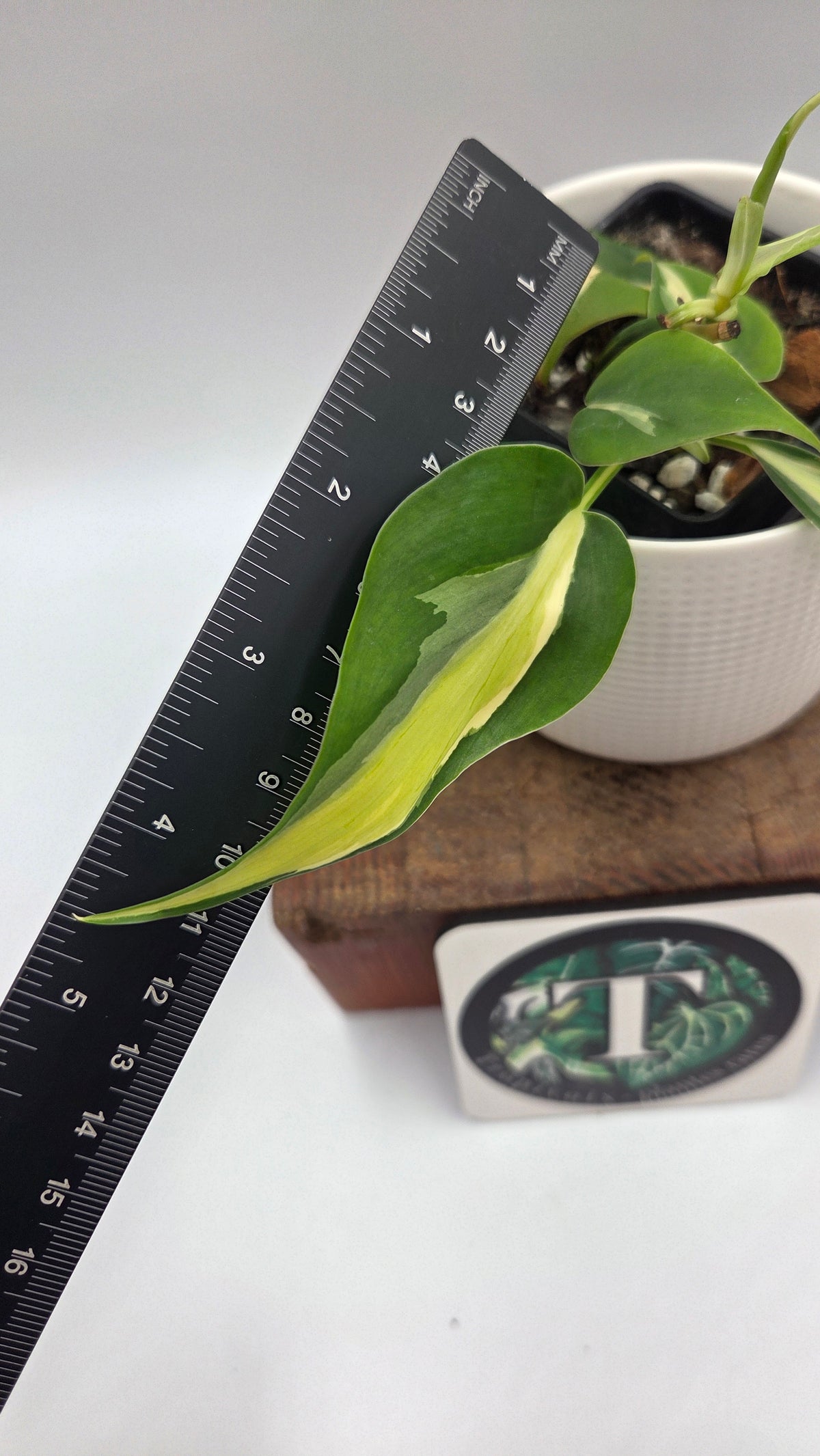 Philodendron Hederaceum Silver Stripe (PHI-1106)