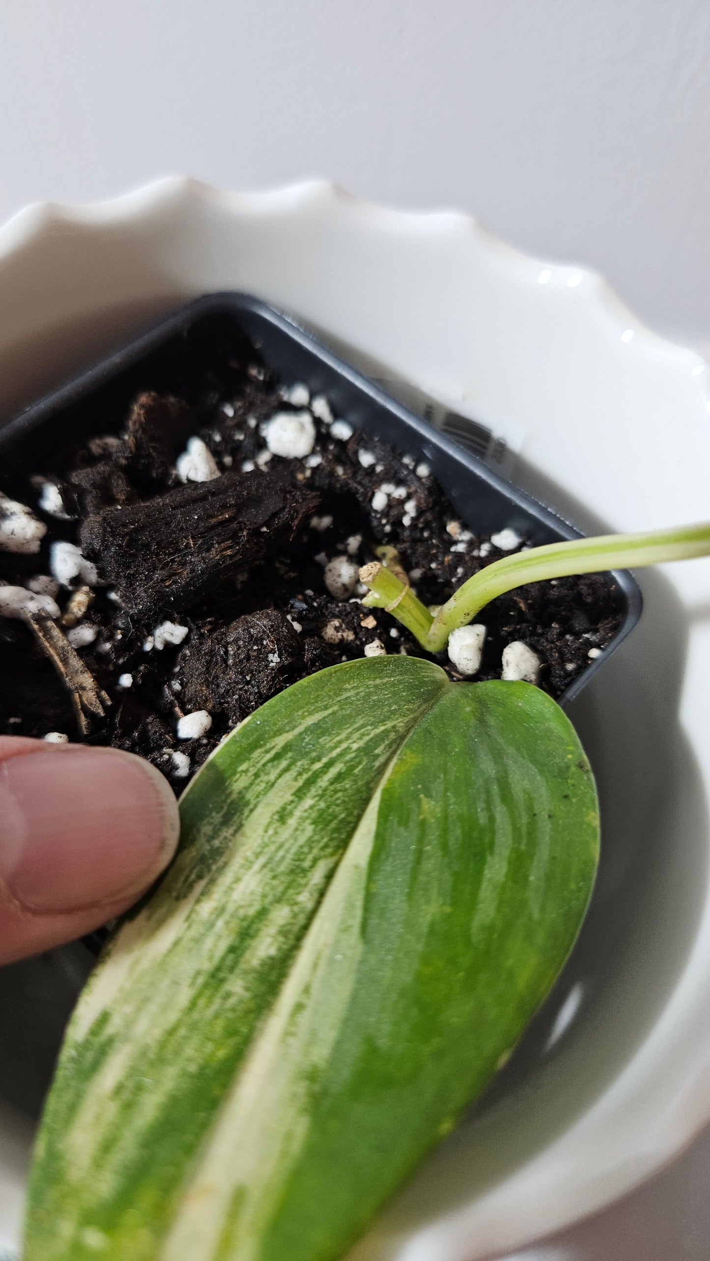 Scindapsus Rubicon (SCI-990)