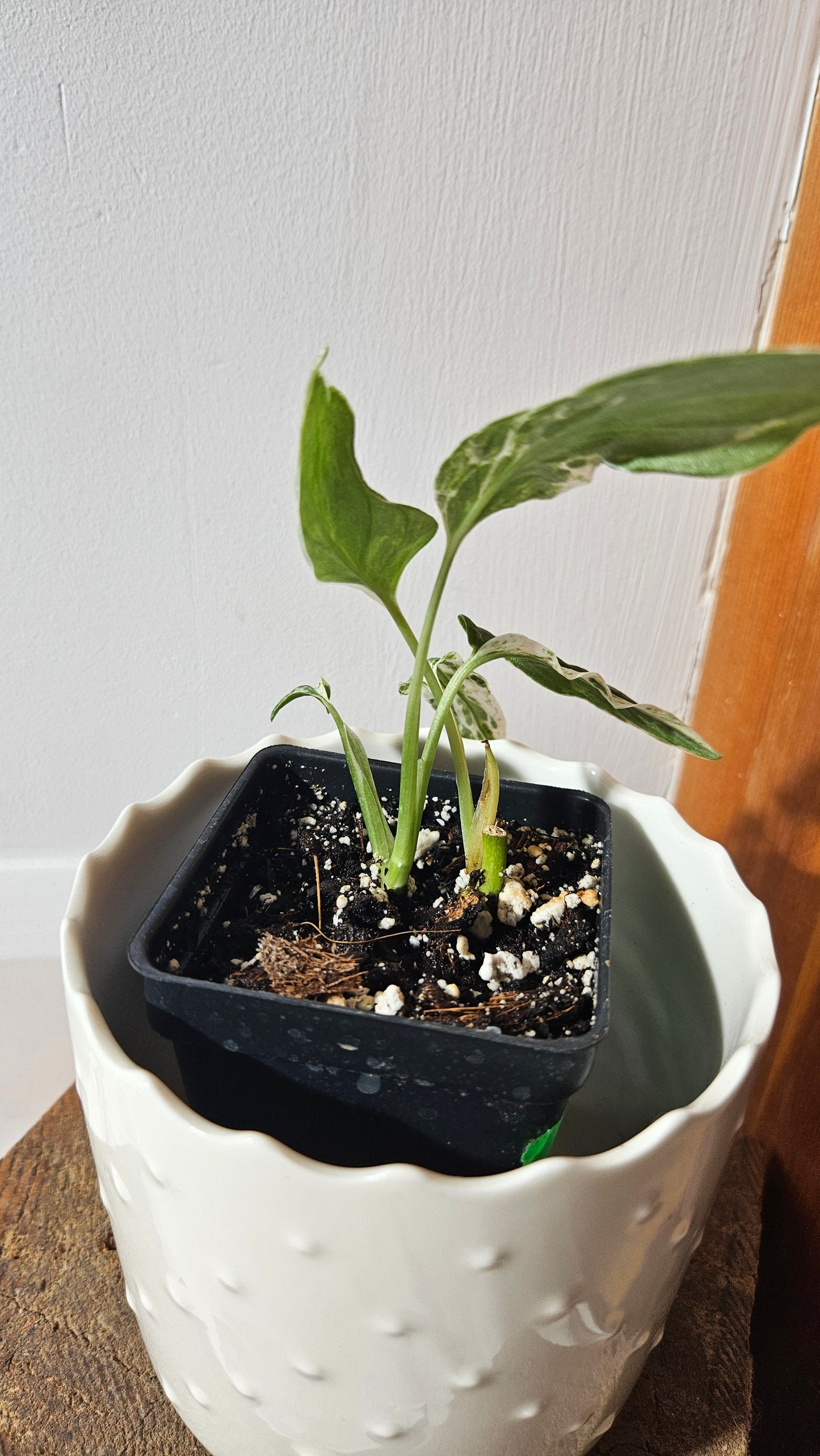 Monstera Andasonii Mint/Indo (MON-409)