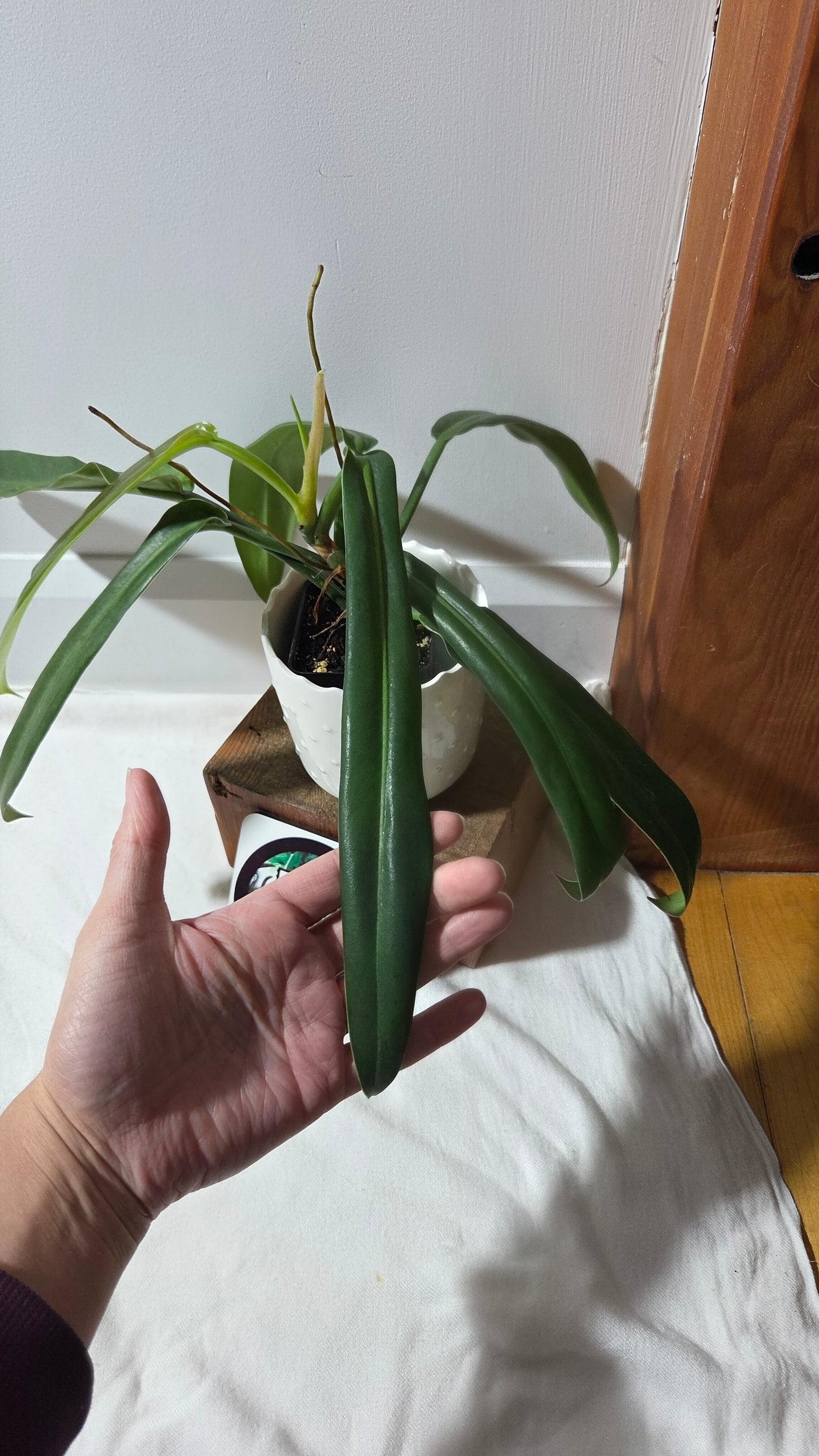 Philodendron BurleMarx Narrow (PHI-962)