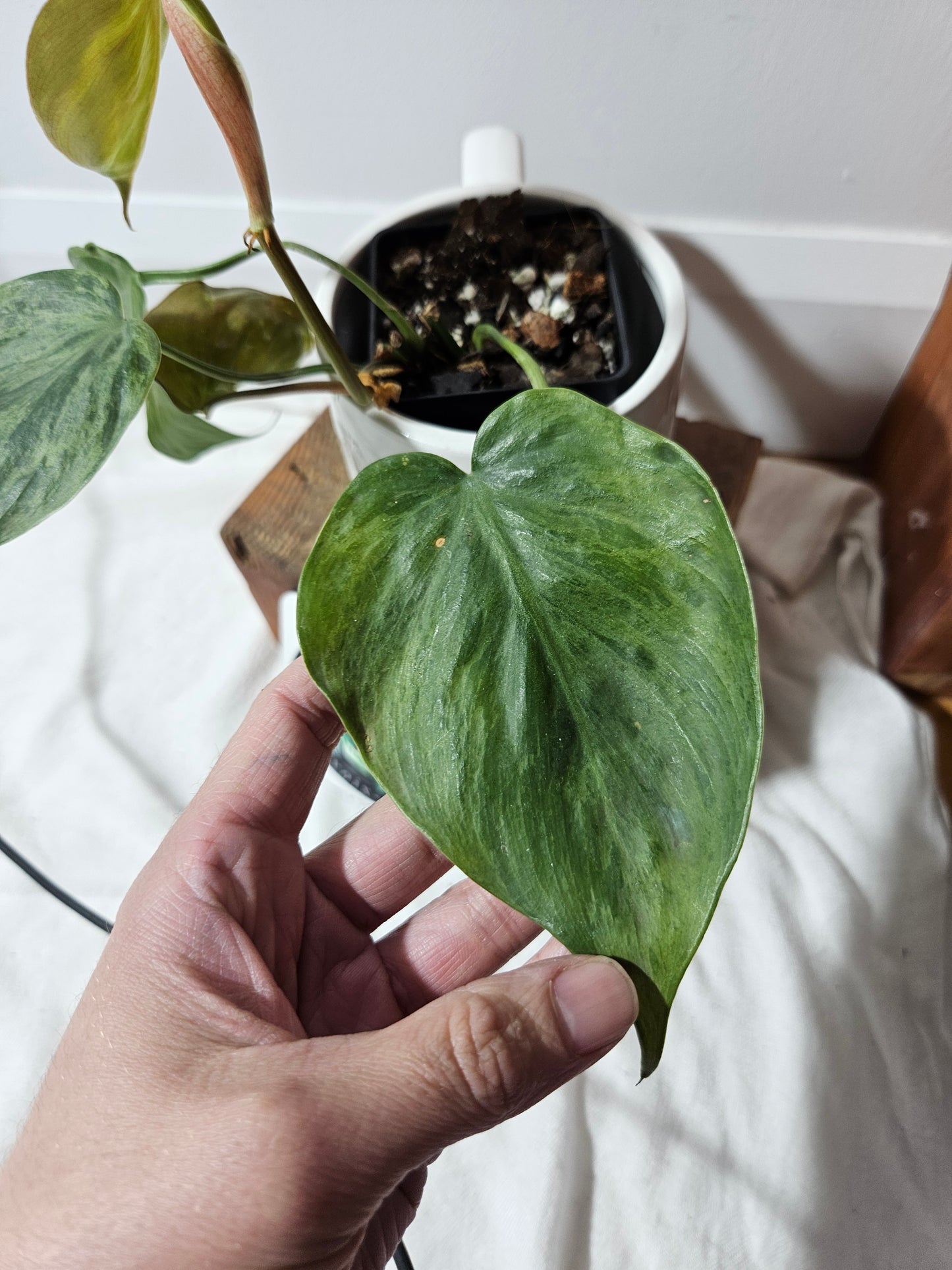 Philodendron Hederaceum Variegata (PHI-490)