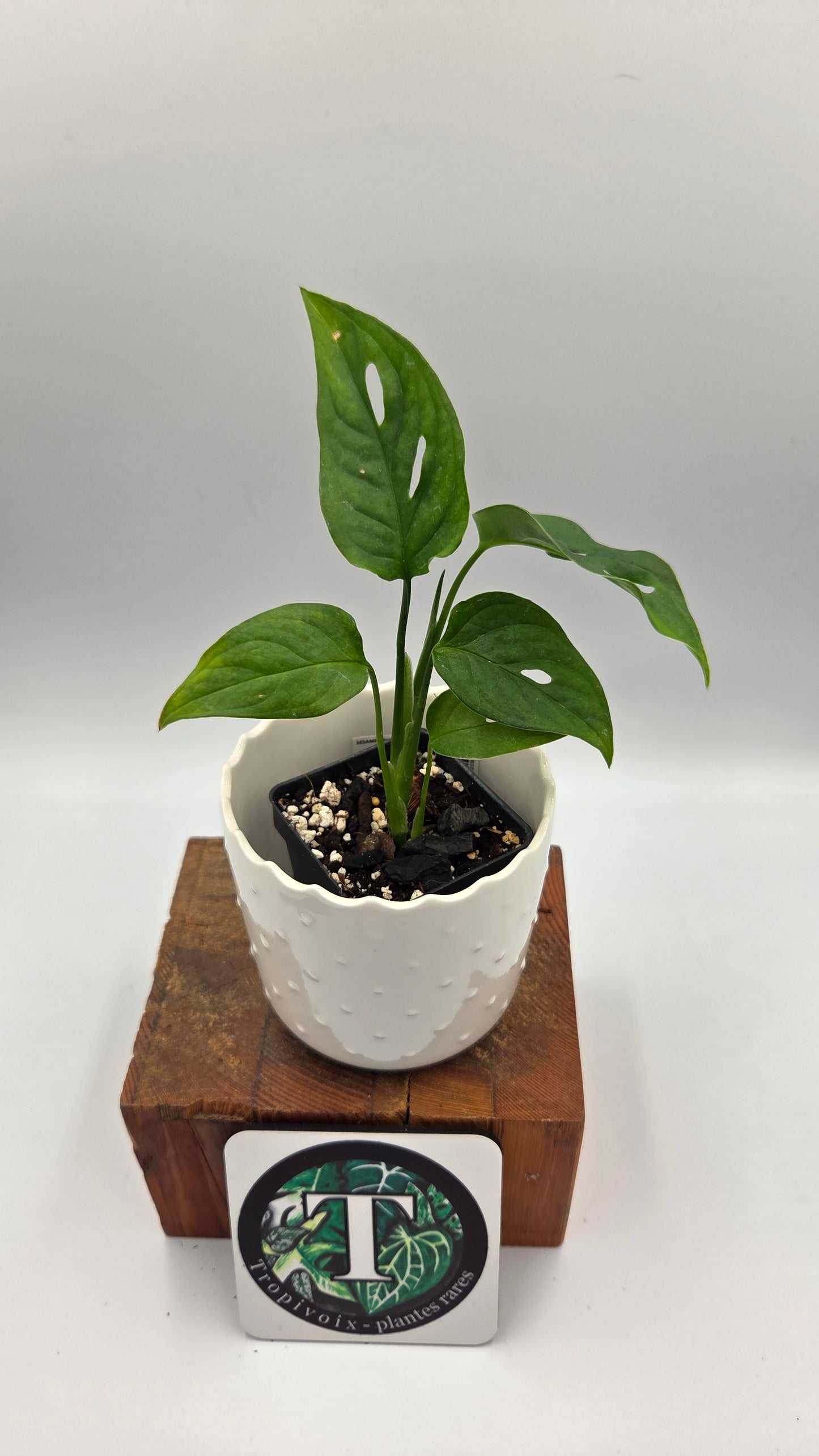 Monstera Obliqua Aff Tamarindo (MON-552)