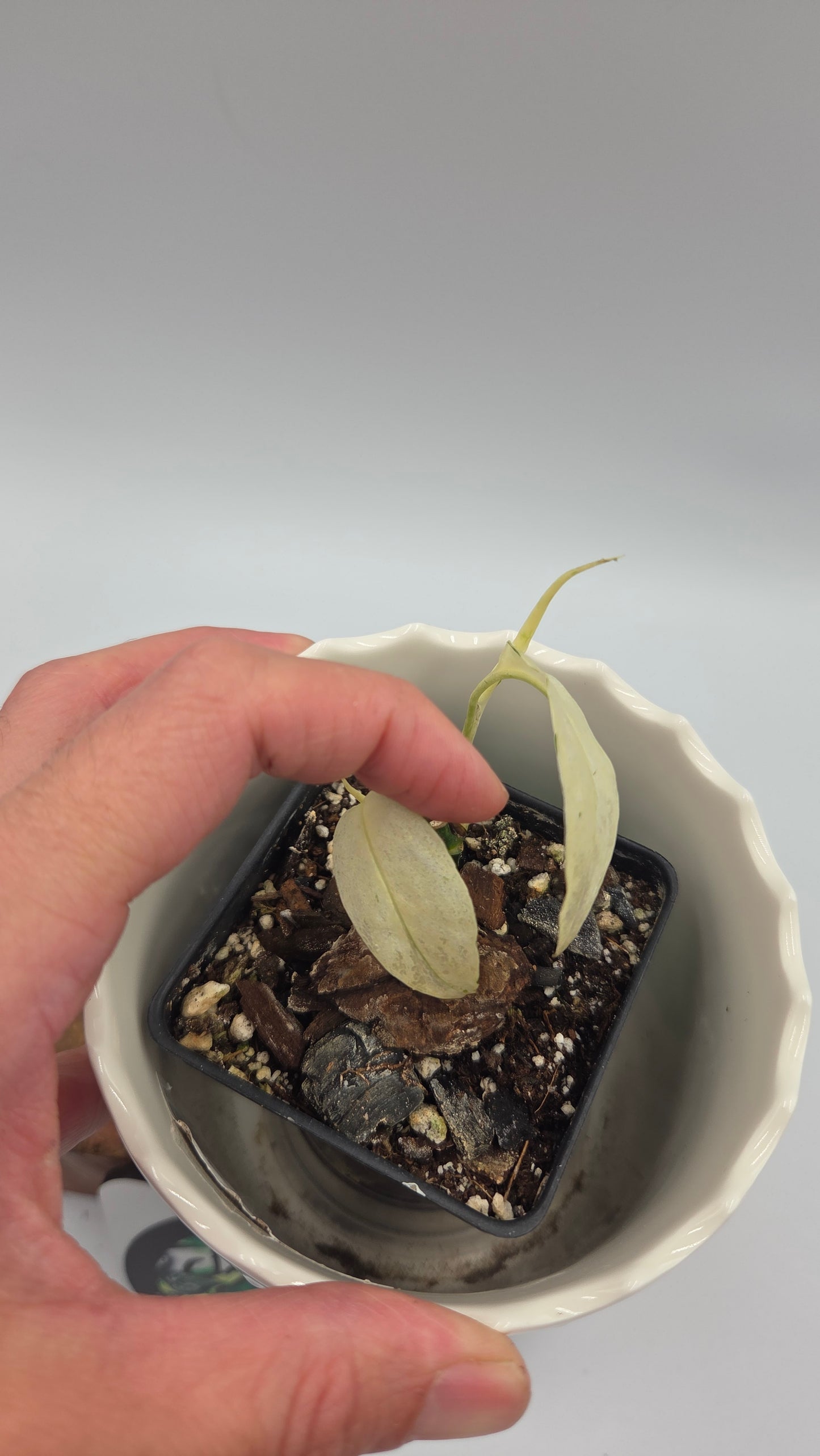Monstera Laniata Mint (MON-394)