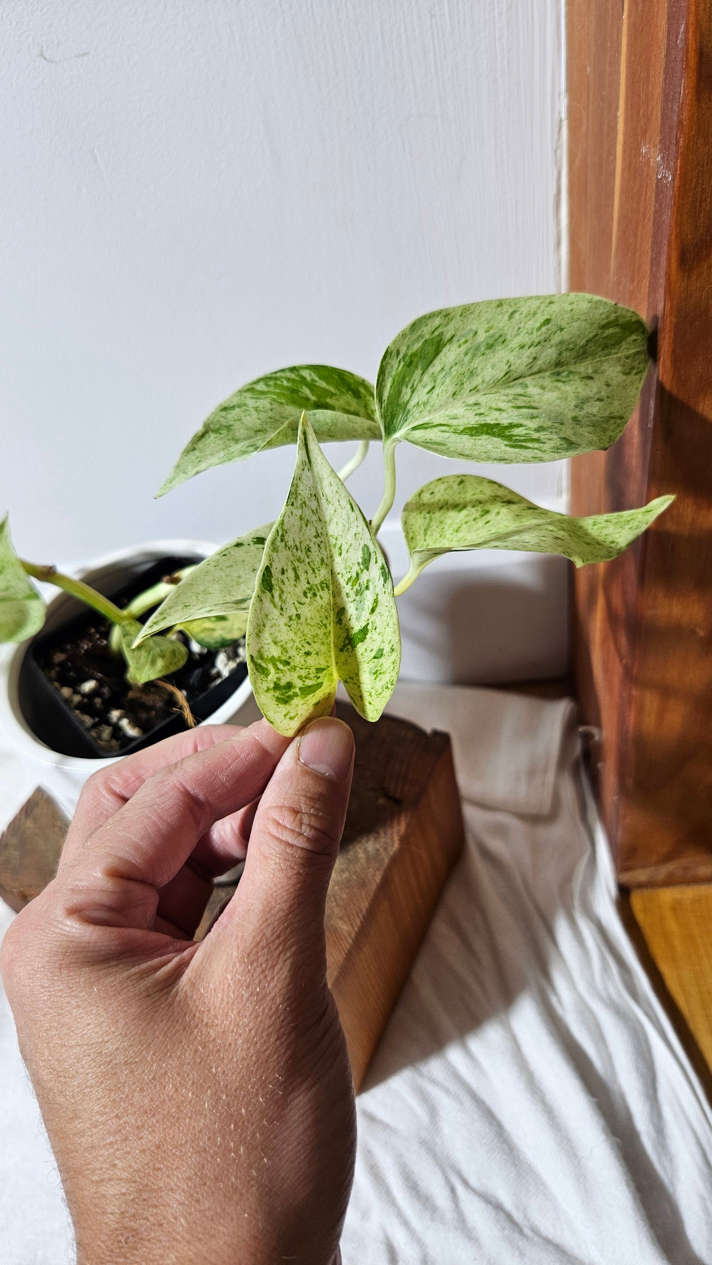 Epipremnum Aureum Marble Queen "version Snow Queen" (EPI-179)