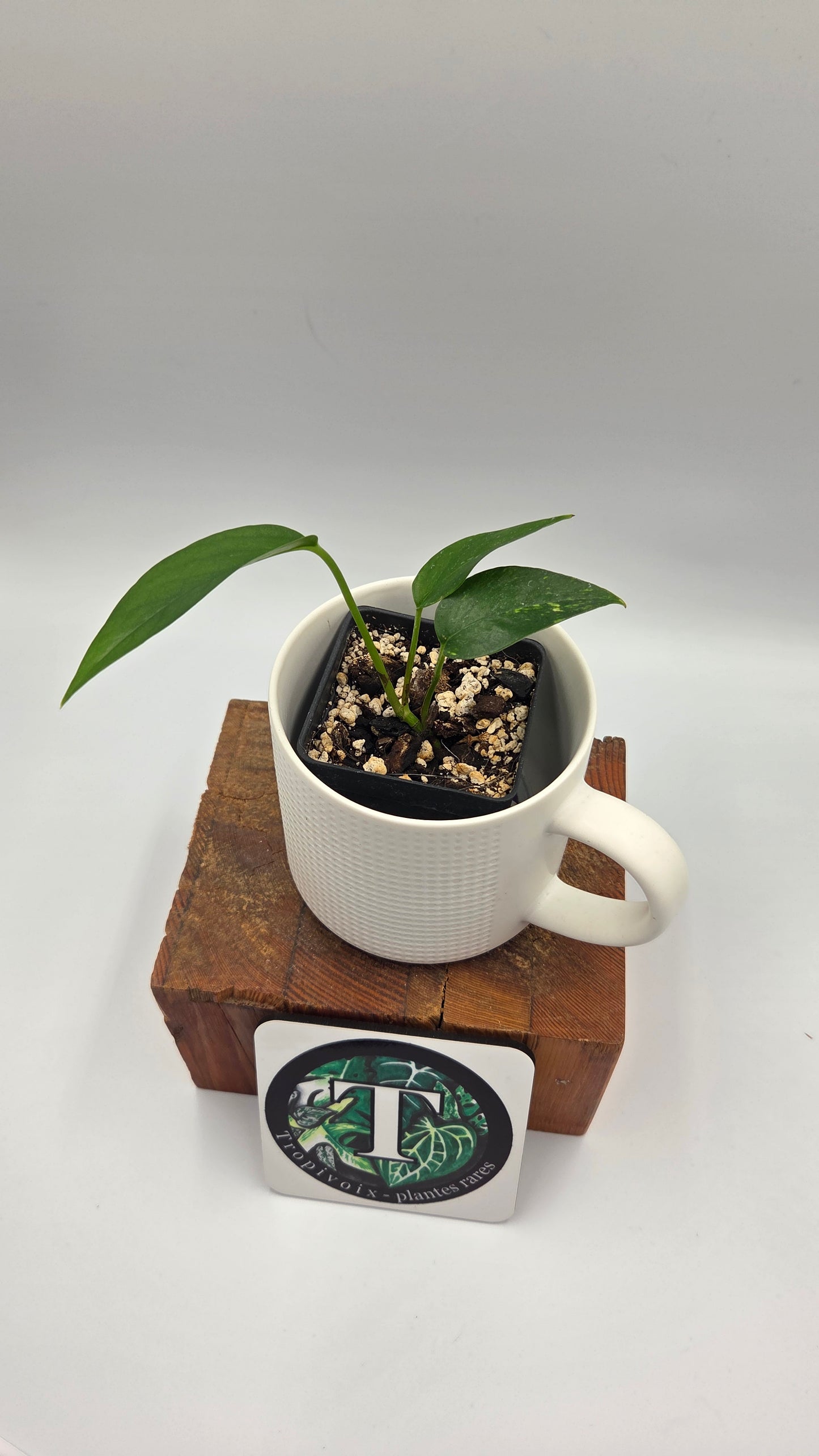 Epipremnum pinnatum Yellow Sunrise (EPI-242)