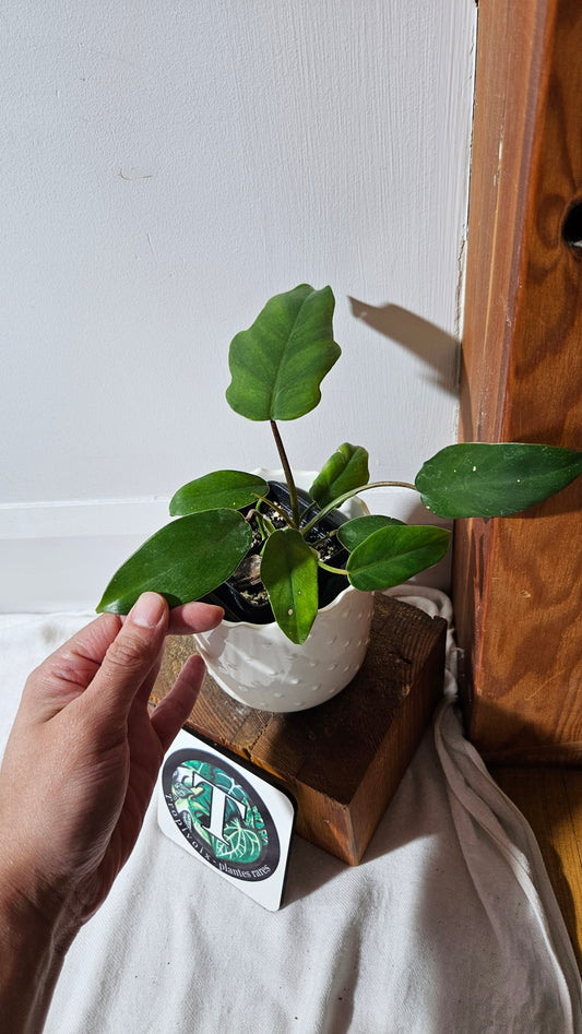 Philodendron Mayoi (PHI-854)
