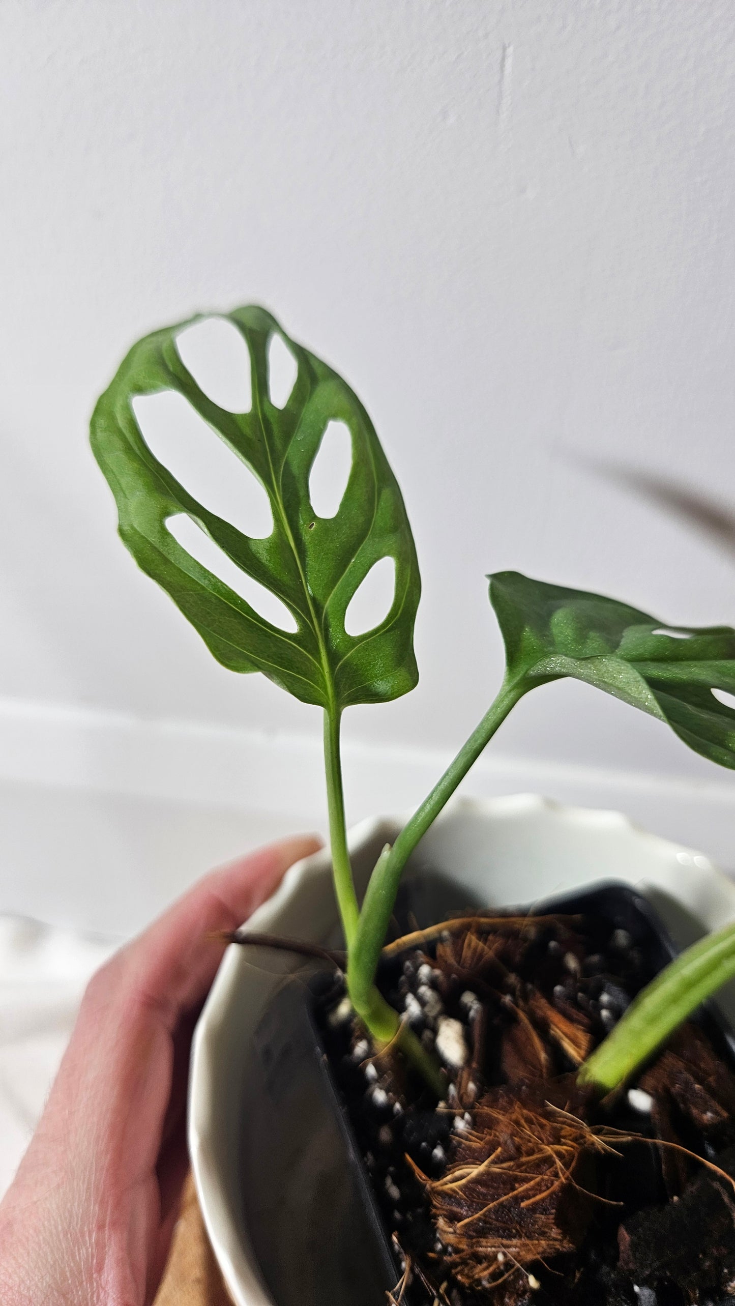 Monstera Obliqua La Bonita (MON-352)