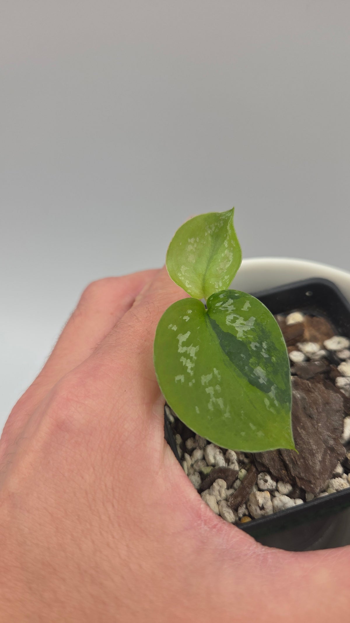 Scindapsus Sentarum (SCI-1530)